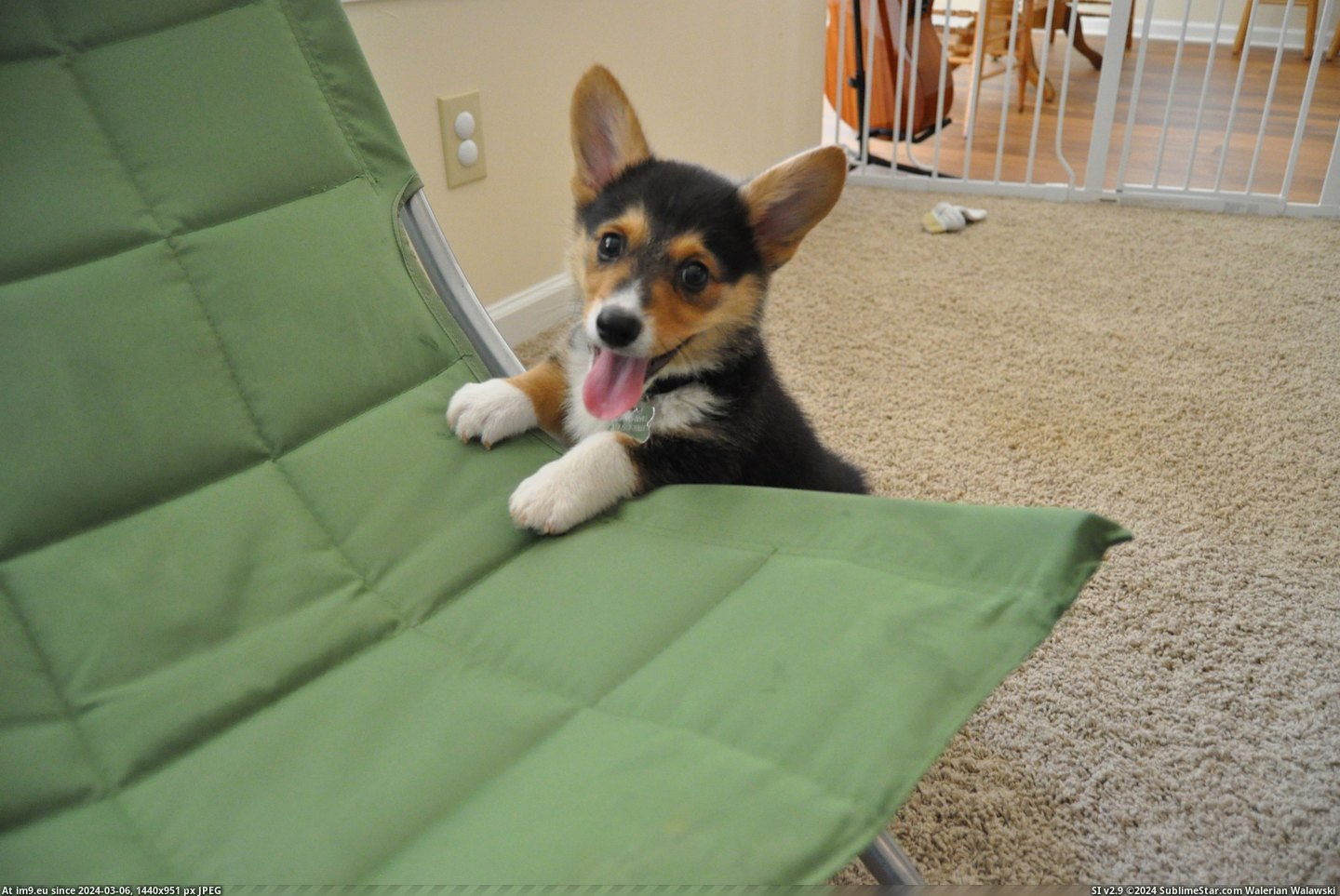 #Puppy #Pancake #Corgi [Aww] This is my corgi puppy, Pancake. 3 Pic. (Obraz z album My r/AWW favs))