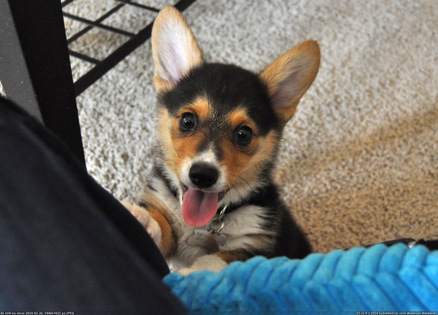 #Puppy #Pancake #Corgi [Aww] This is my corgi puppy, Pancake. 5 Pic. (Изображение из альбом My r/AWW favs))