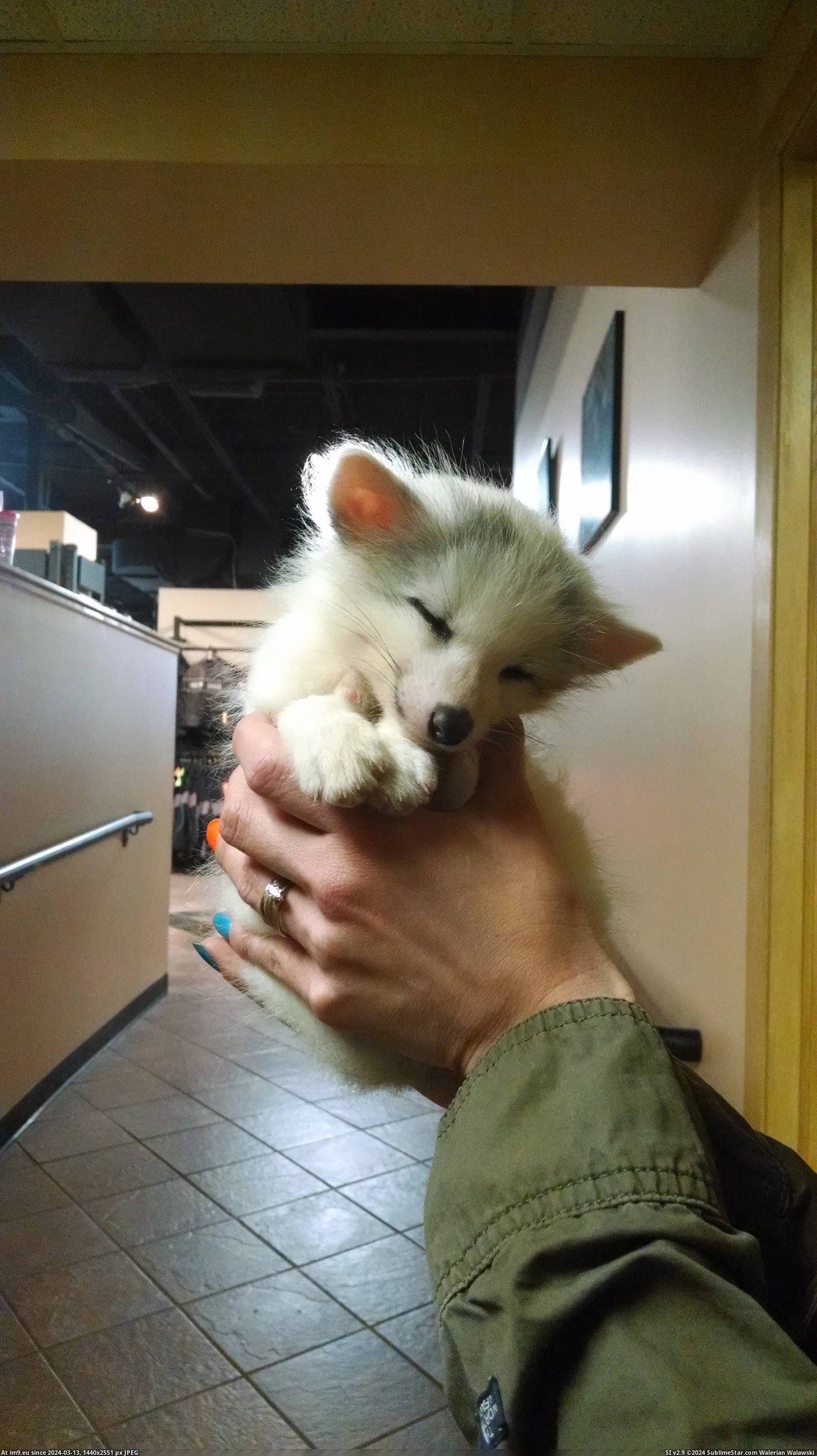 #Work #Fox #Baby [Aww] This little baby fox came into work today. Pic. (Image of album My r/AWW favs))