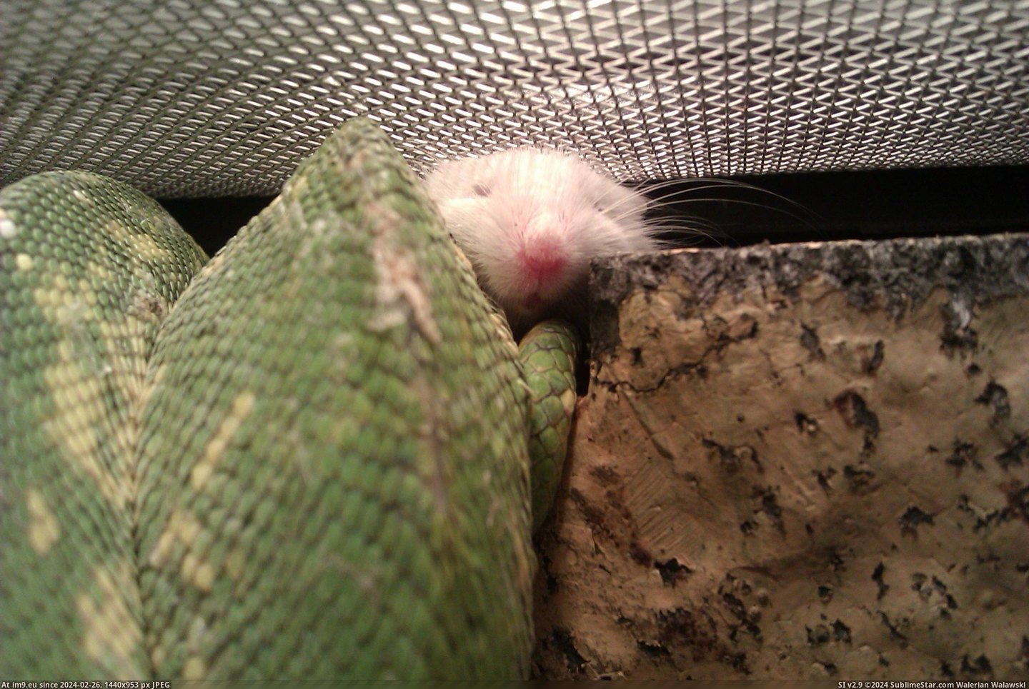 #Night #Eat #Heat #Lamp #Lived #Refuses #Togeth #Mouse #Snake #Cuddle [Aww] This snake and mouse cuddle under the heat lamp every night. He refuses to eat this particular mouse. They've lived togeth Pic. (Image of album My r/AWW favs))