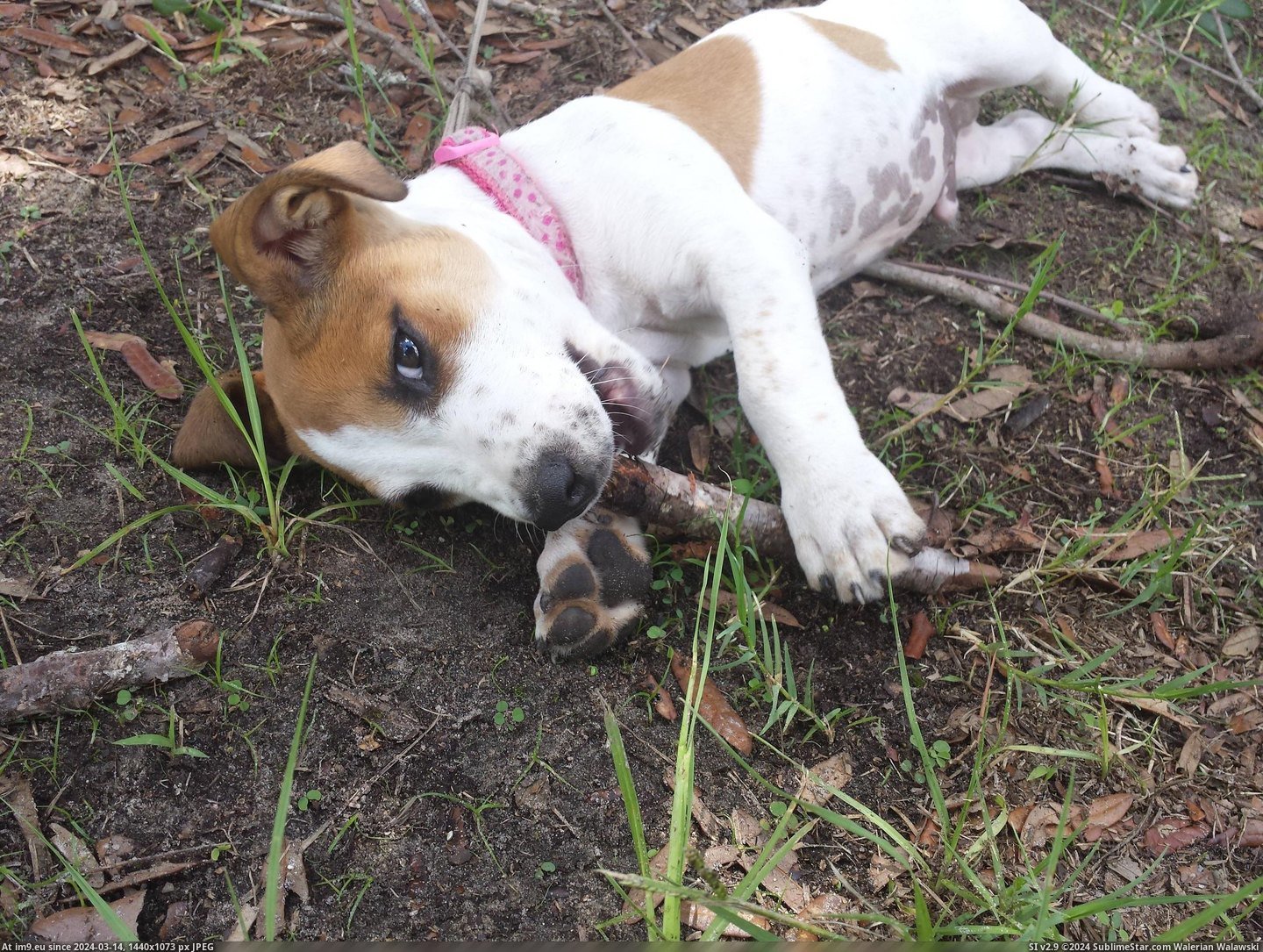 #Update #Puppy #Site #Pedro #Drill #Weeks [Aww] Update: Pedro the drill site puppy, three weeks later Pic. (Bild von album My r/AWW favs))