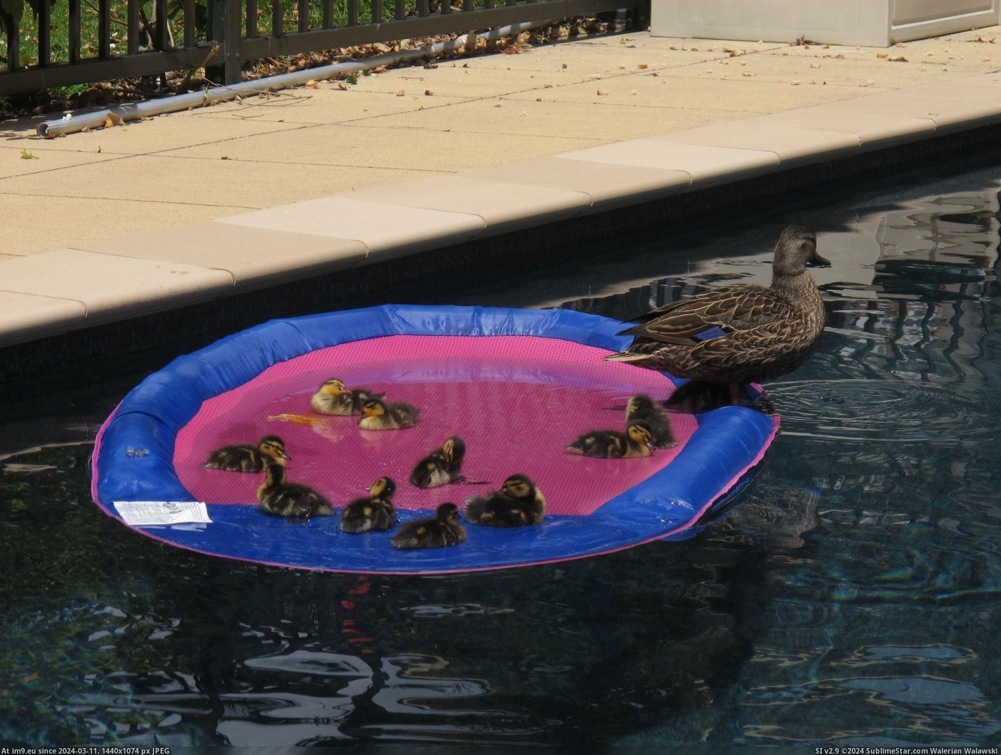 #Life #Out #Pool #Raft #Ducklings #Our #Too #Jump [Aww] We found ducklings in our pool. Were too little to jump out, so we sent in a life raft. Pic. (Image of album My r/AWW favs))