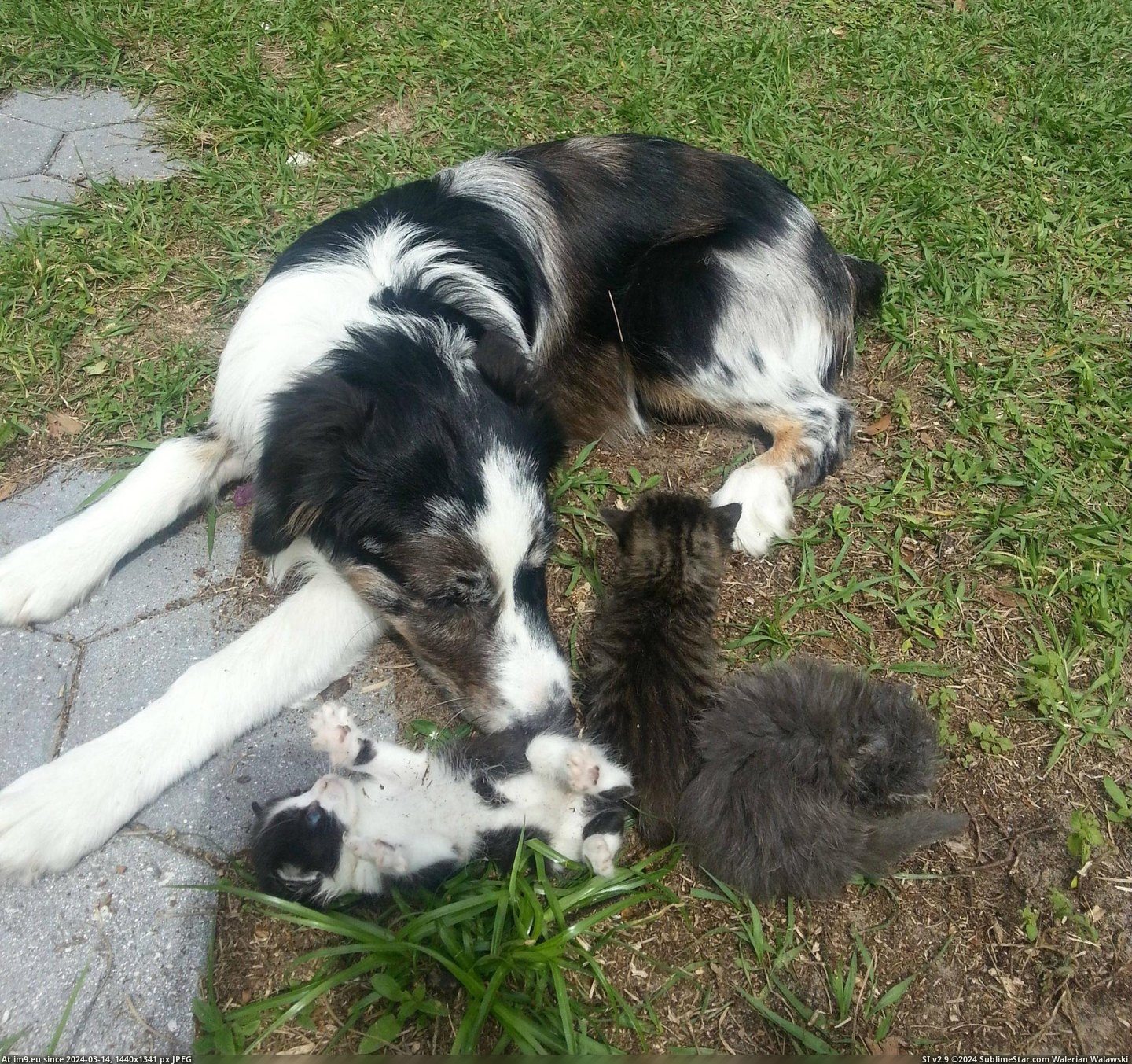 #Old #Warning #Month #Aussie #Emerging #Kitties #Adopt #Tornado [Aww] We found some kitties emerging from under the shed during a tornado warning. Our five month old Aussie seems to have adopt Pic. (Изображение из альбом My r/AWW favs))