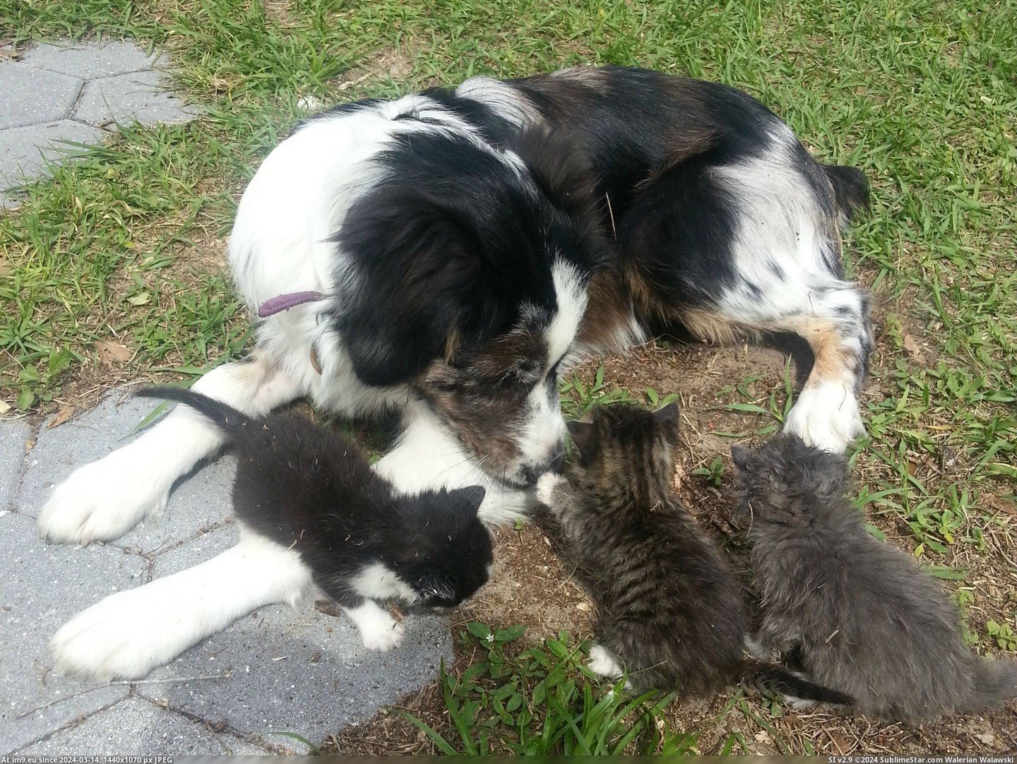 #Old #Warning #Month #Aussie #Emerging #Kitties #Adopt #Tornado [Aww] We found some kitties emerging from under the shed during a tornado warning. Our five month old Aussie seems to have adopt Pic. (Image of album My r/AWW favs))