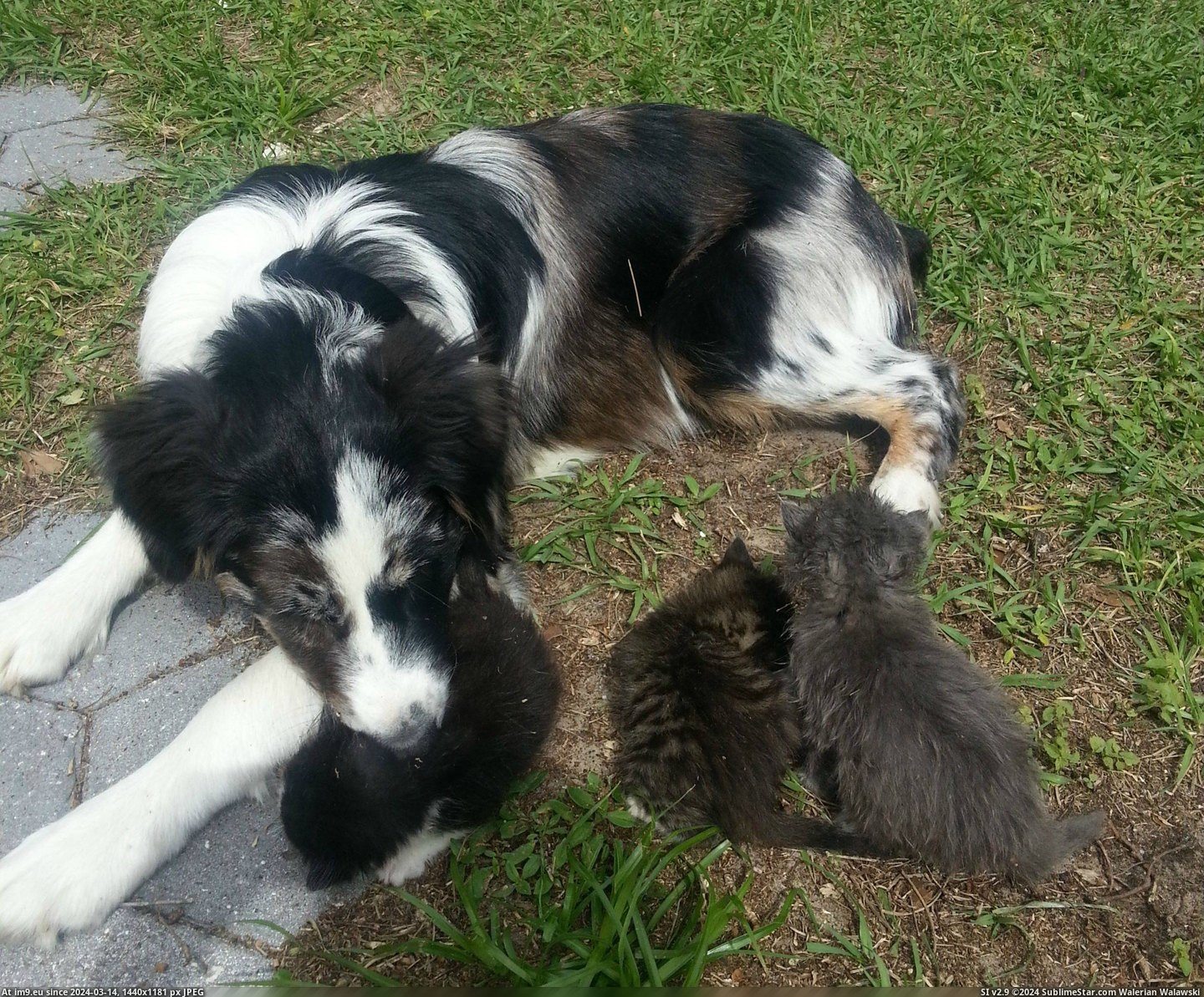 #Old #Warning #Month #Aussie #Emerging #Kitties #Adopt #Tornado [Aww] We found some kitties emerging from under the shed during a tornado warning. Our five month old Aussie seems to have adopt Pic. (Obraz z album My r/AWW favs))