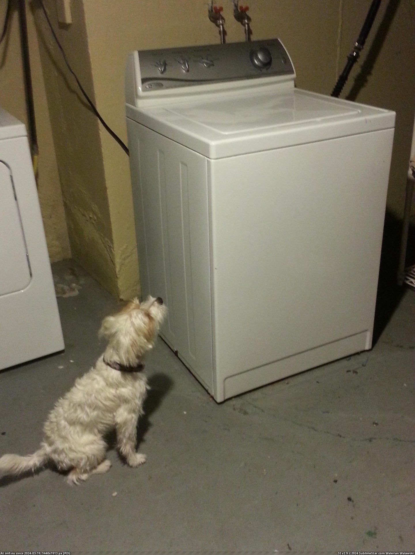 #Dog #Animals #Caught #Stuffed #Washing #Washed #Machine #Rain #Leave [Aww] We washed my dog's stuffed animals after they were caught in the rain. He wouldn't leave the washing machine. They're his  Pic. (Image of album My r/AWW favs))