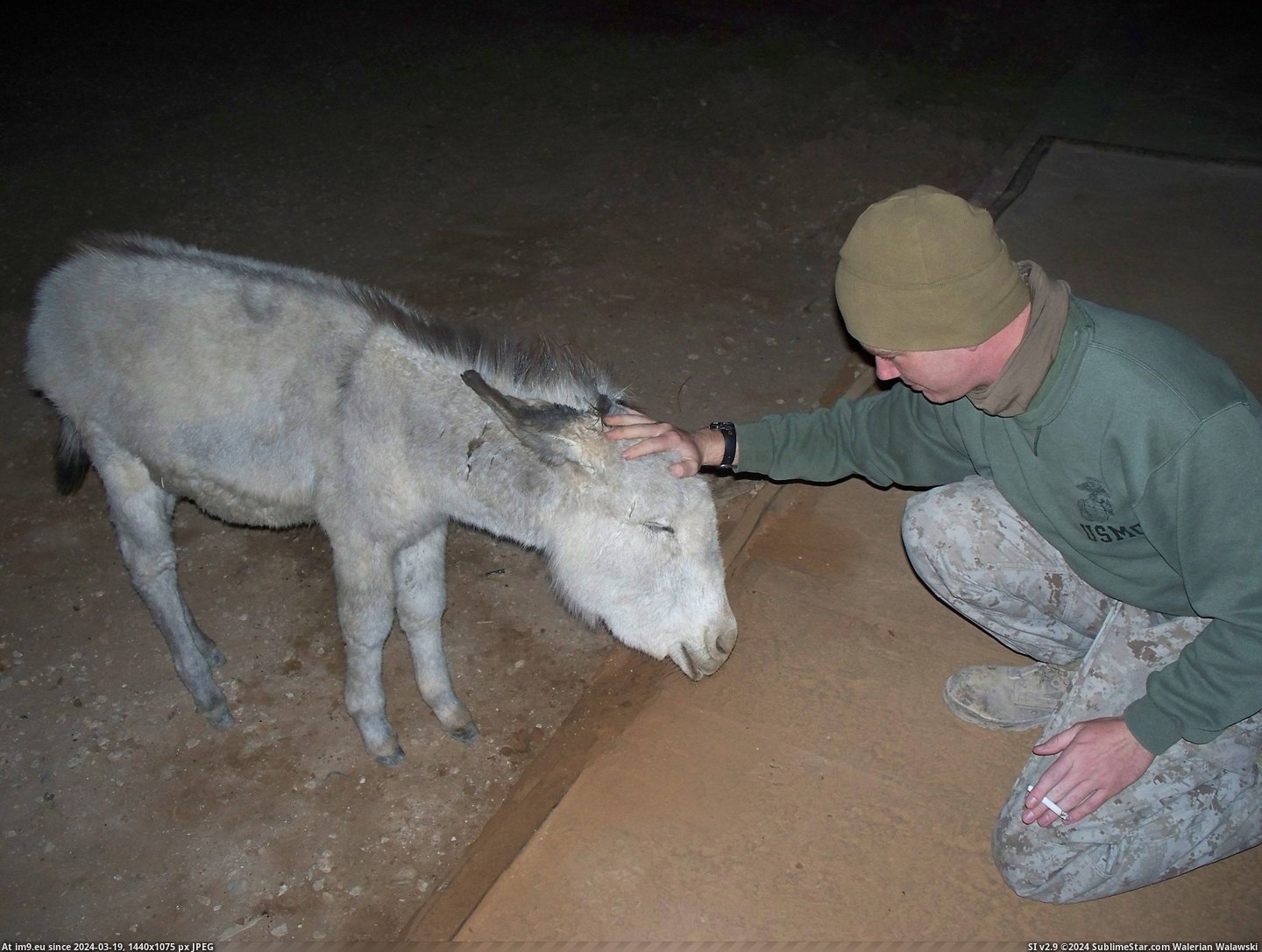 #Was #Had #Pet #Iraq #Donkey #Baby #Meet [Aww] When I was in Iraq, we had a pet donkey. Reddit, meet Baby! Pic. (Bild von album My r/AWW favs))