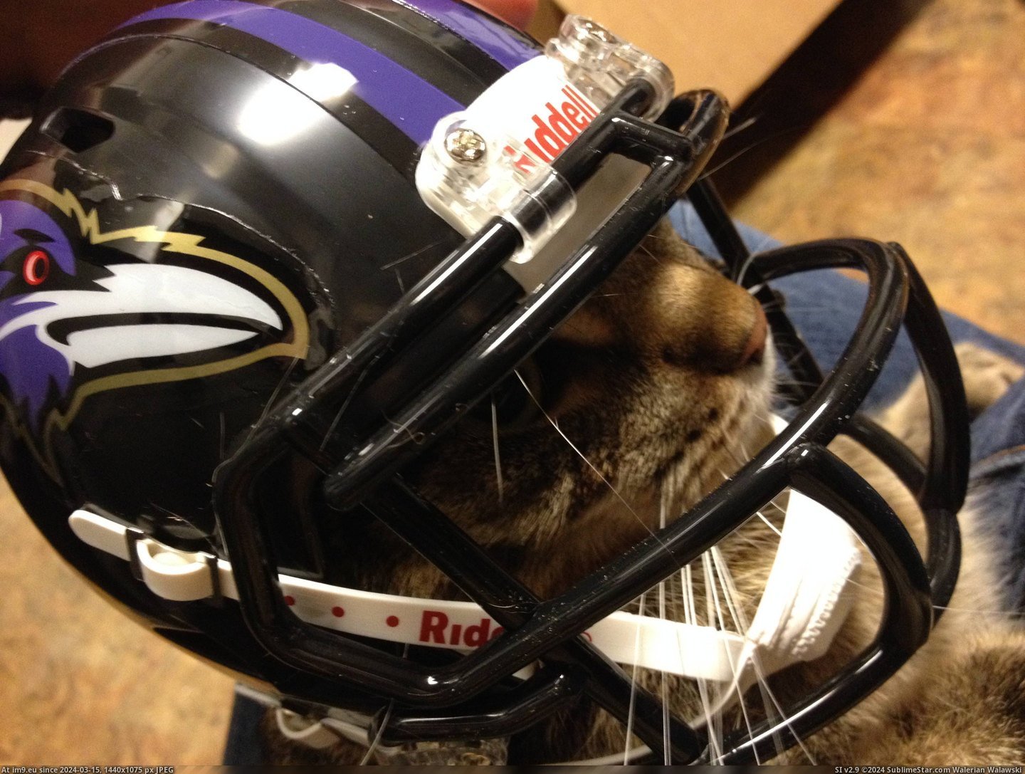 #Was #Tiny #Won #Obvious #Raffle #Football #Step #Helmet [Aww] Won a tiny football helmet in a raffle. This was the obvious next step. Pic. (Image of album My r/AWW favs))