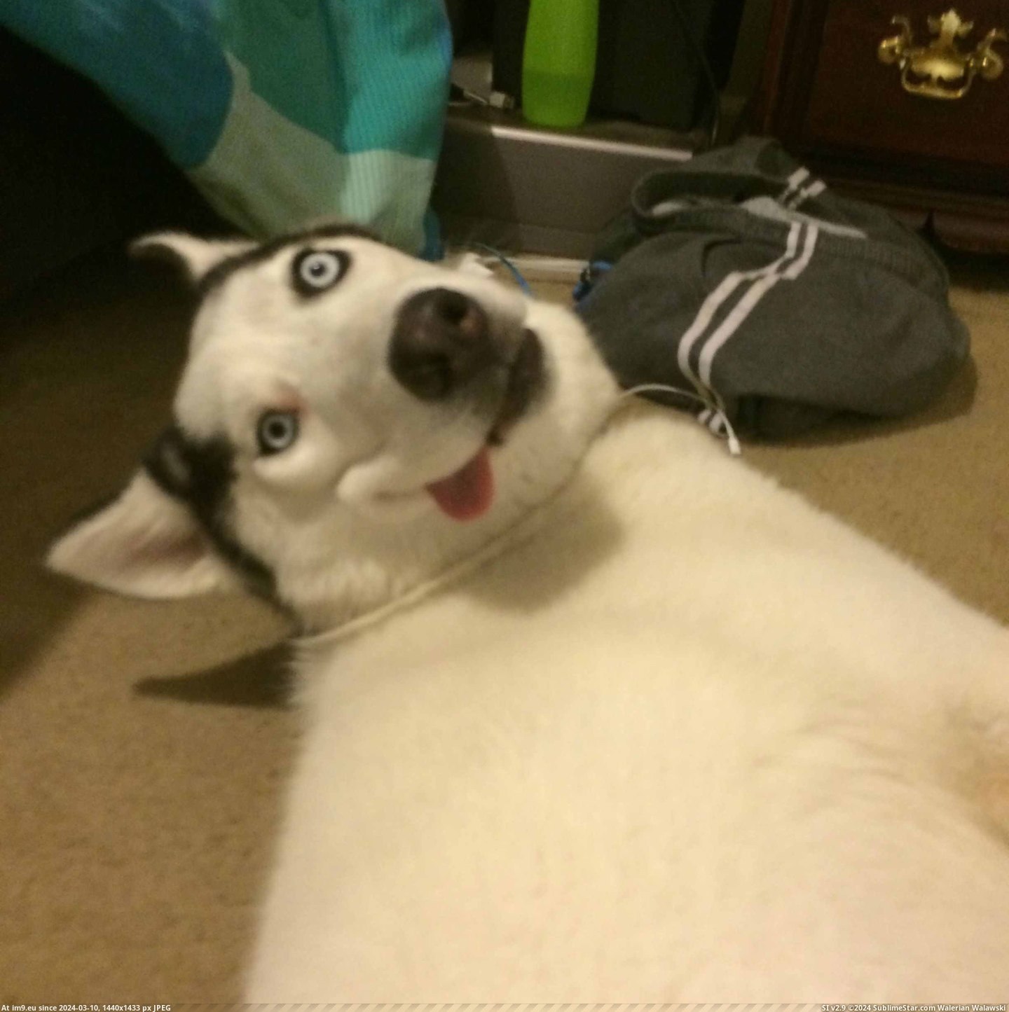 #Full #Farted #Derp [Aww] You never go full derp!...or do you? Or maybe he just farted?? Pic. (Image of album My r/AWW favs))