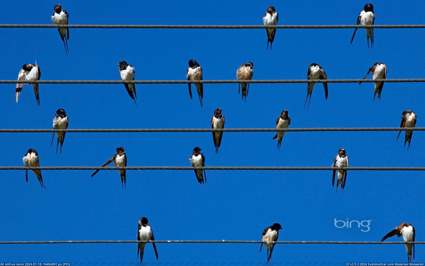 Barn swallows on wires, Overberg, Western Cape, South Africa (in Bing Photos November 2012)