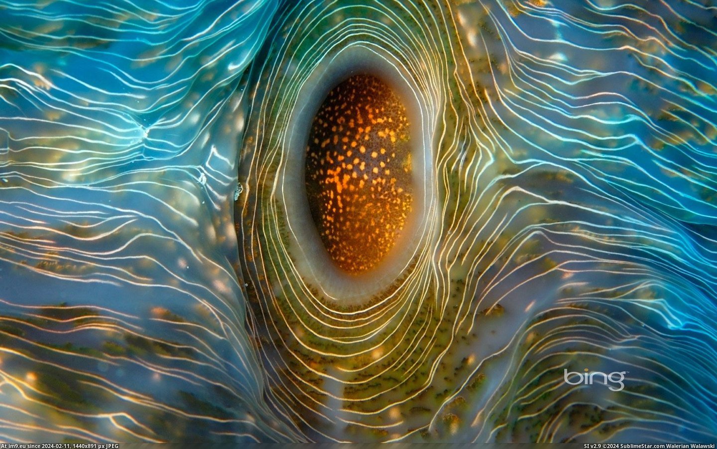 Bear paw clam near Rongelap Atoll in the Marshall Islands (© Aurora Photos) (in Best photos of February 2013)