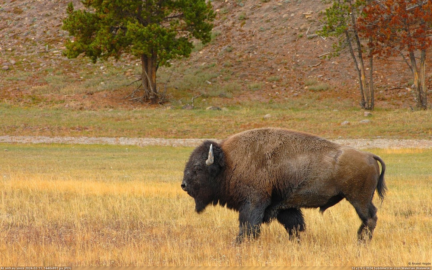 Bison (in 1920x1200 wallpapers HD)