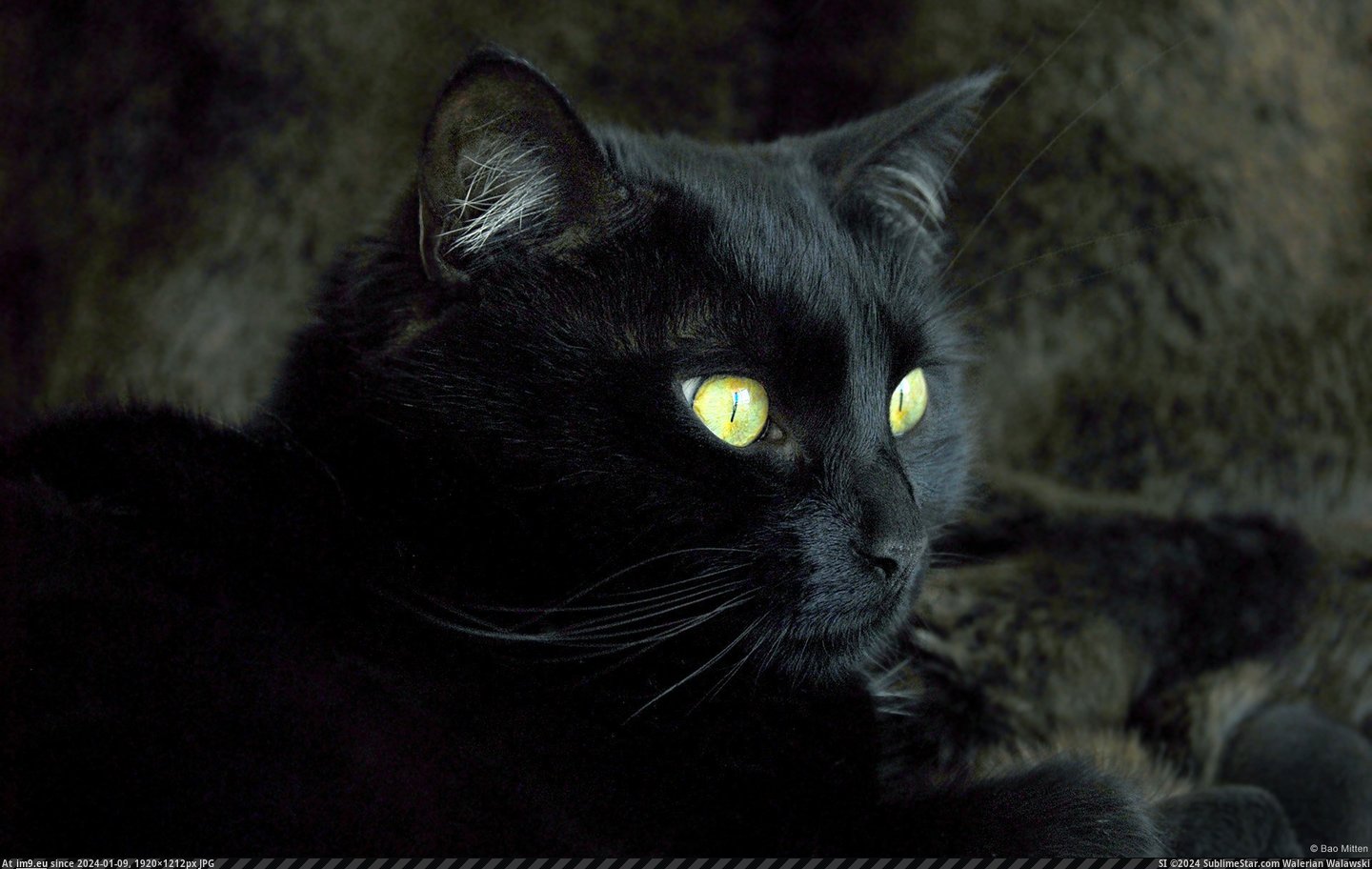 Black Cat (in 1920x1200 wallpapers HD)