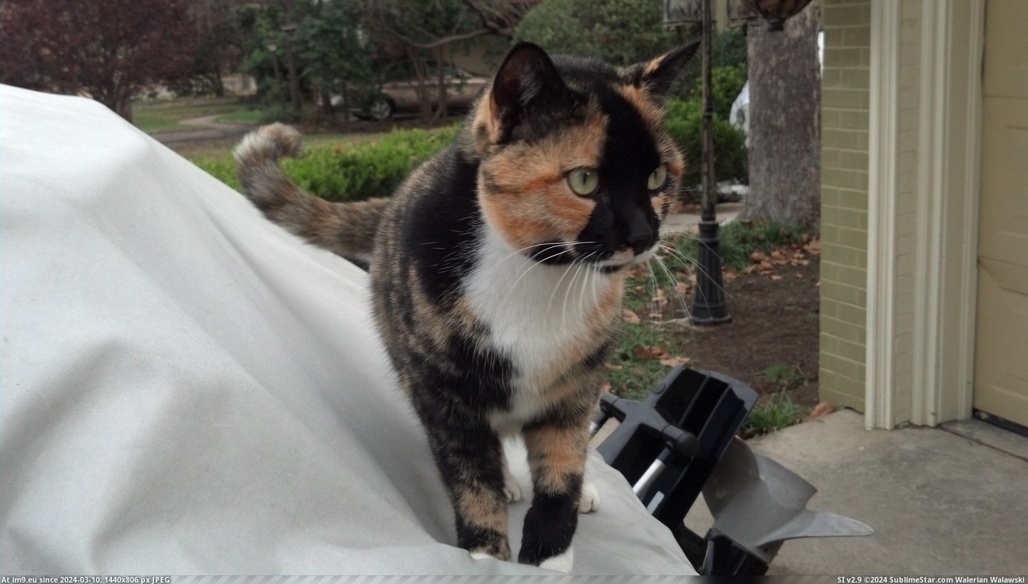 #Cats #Cat #Good #But #Neighbors #Neighborhood #Owners #Cali #Are #Left #Moved #Call [Cats] A cat in my neighborhood I call Cali :3 her owners moved and left her here, but neighbors took her in and are taking good Pic. (Bild von album My r/CATS favs))