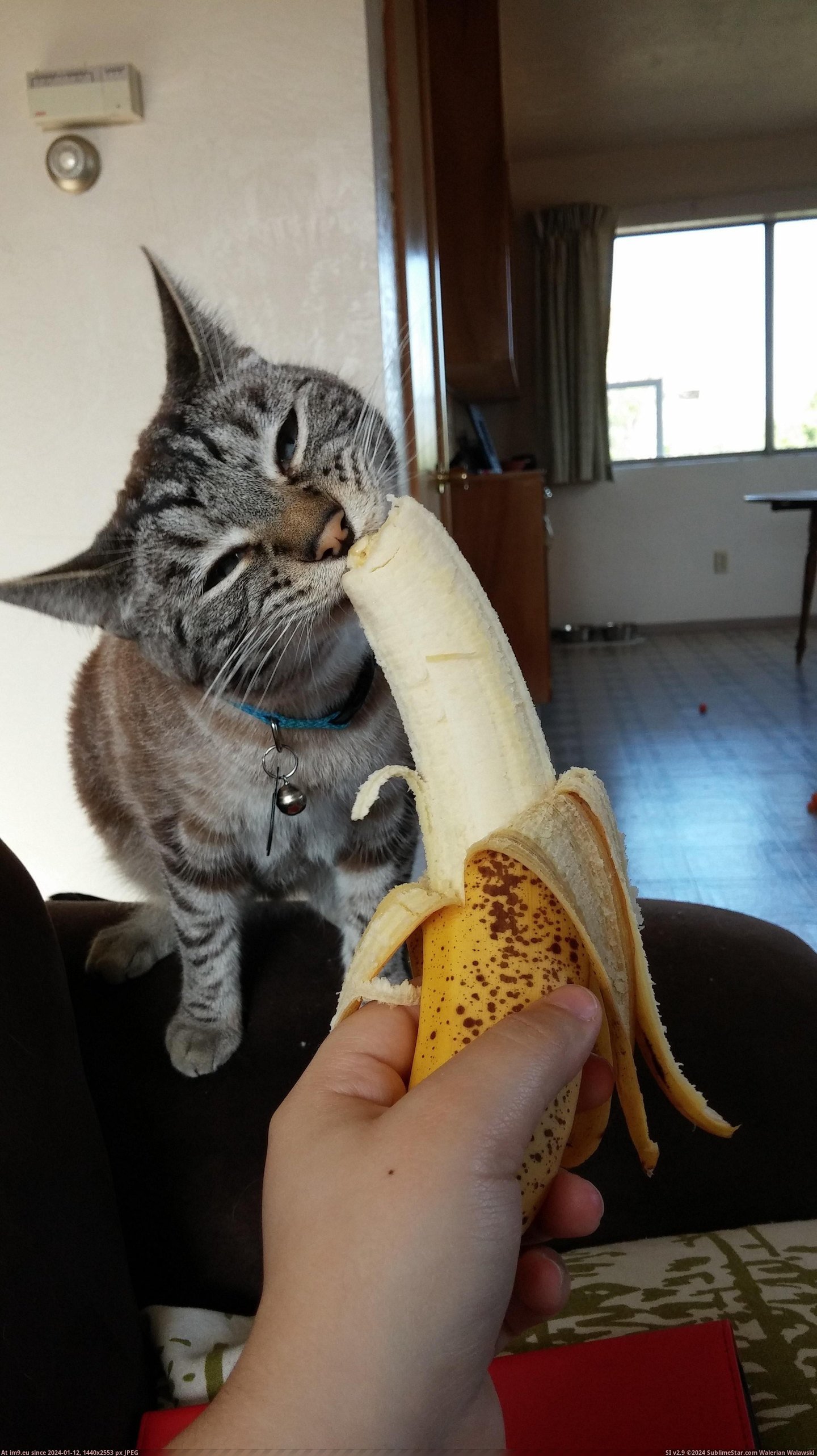 #Cats #Eating #Monkey #Requested #Banana [Cats] As requested, here is Monkey eating a banana. :) Pic. (Image of album My r/CATS favs))