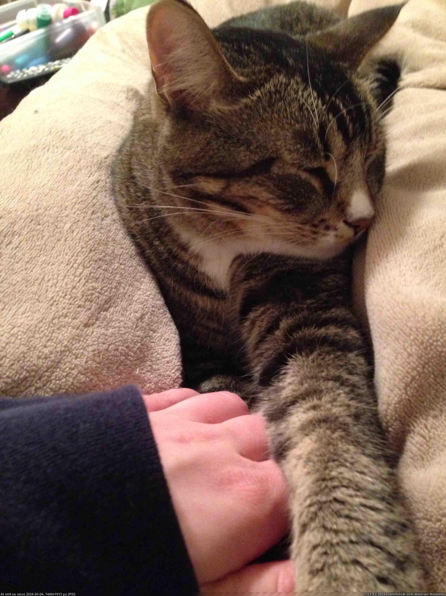 #Cats #Hand #Pull #Banjo #Naps #Move #Holds #Grab [Cats] Banjo holds my hand while he naps. If I move it away he will grab it and pull it back. Pic. (Bild von album My r/CATS favs))