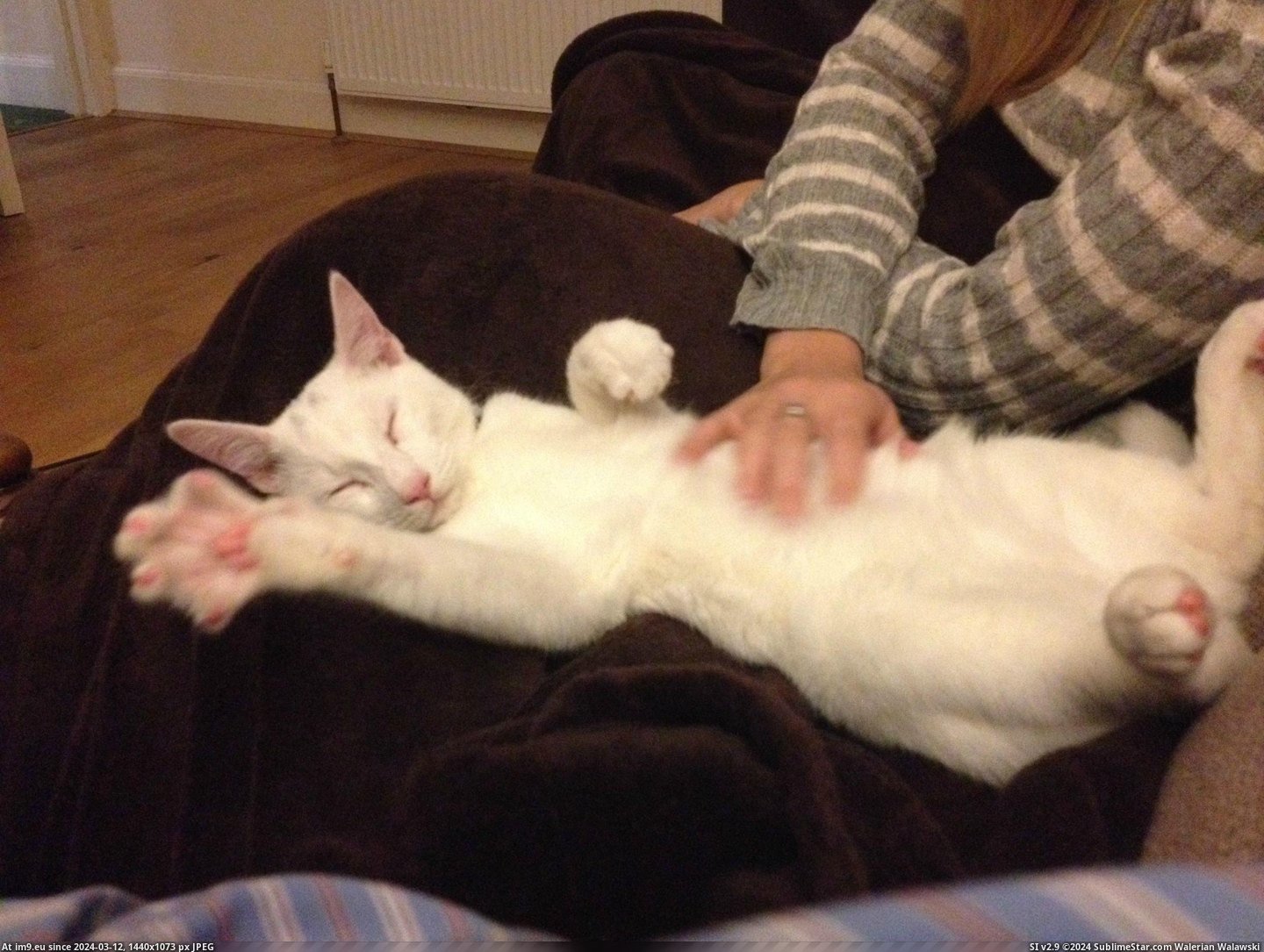 #Cats #Loves #Beans #Rubs #Tummy [Cats] Beans loves getting tummy rubs! Pic. (Image of album My r/CATS favs))