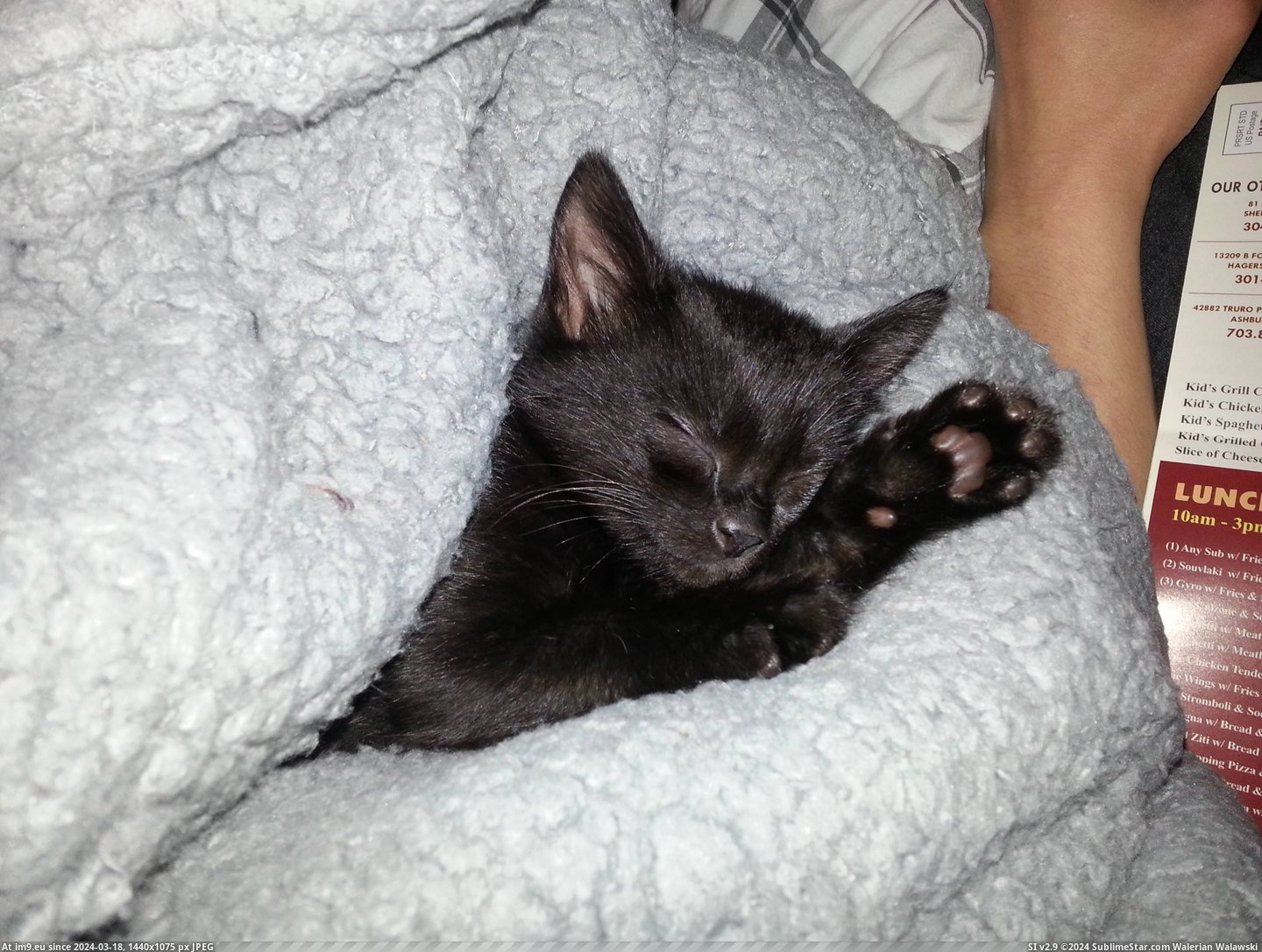 #Cats #Cat #Wake #Caturday #Plz #Black #Friday [Cats] Black cat Friday? Wake me when it's Caturday plz Pic. (Изображение из альбом My r/CATS favs))