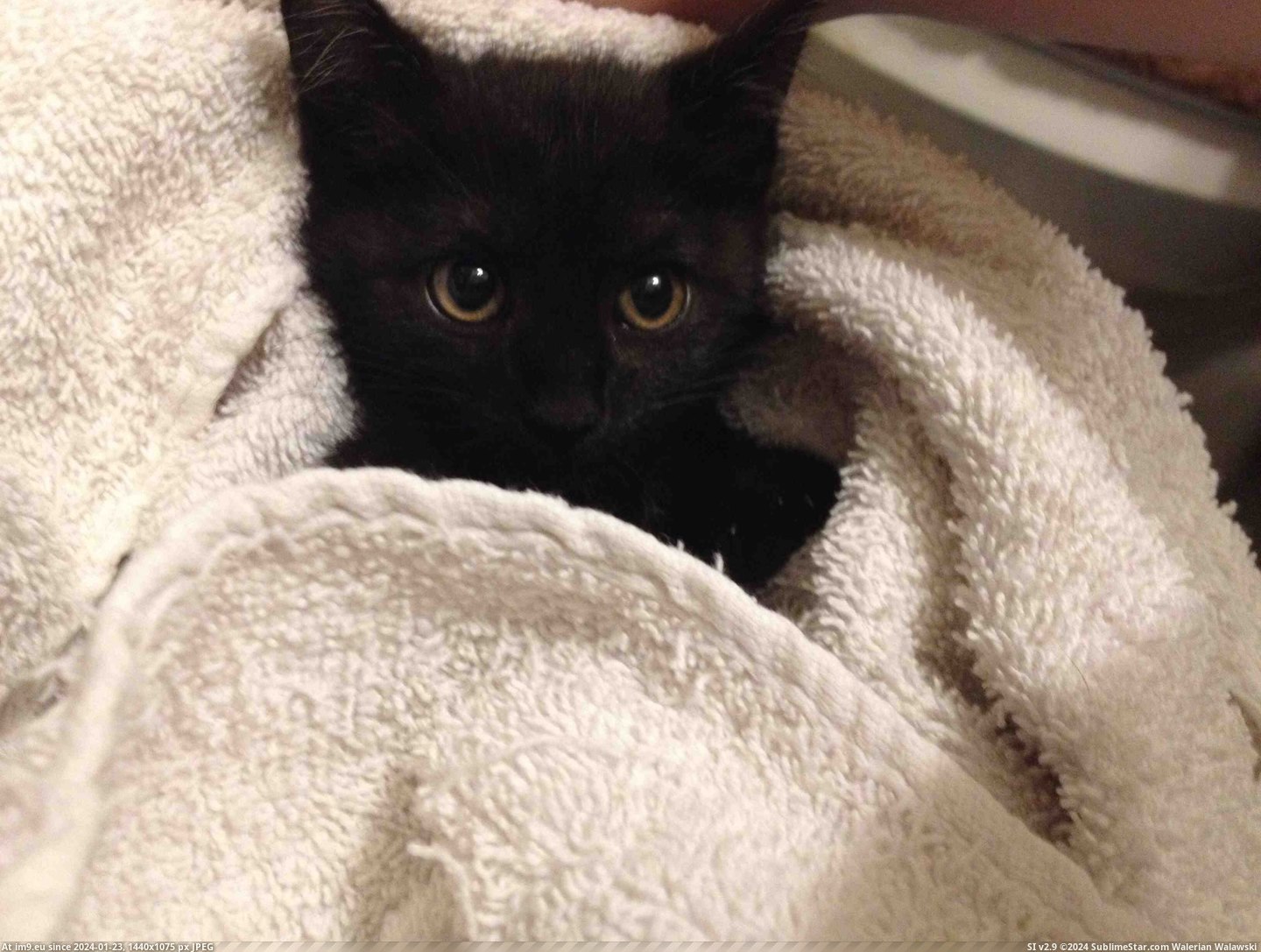 #Cats #Black #Evil #Face #Sweet [Cats] Black cats aren't evil! Just look at that sweet, little face! :) Pic. (Image of album My r/CATS favs))
