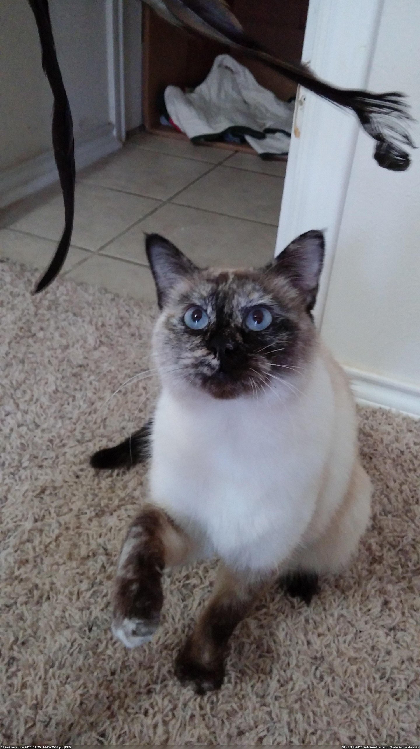 #Cats #Baby #Blues #Info #Bright [Cats] Bright baby blues. Info in comments. Pic. (Image of album My r/CATS favs))