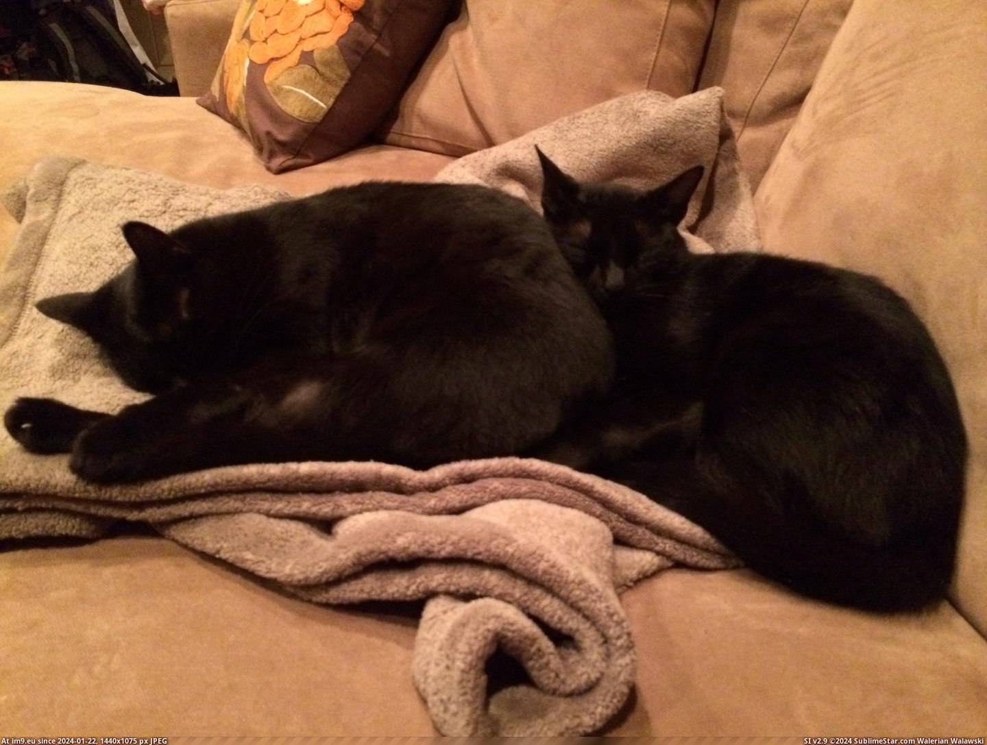 #Cats #Brother #Sister [Cats] brother and sister Pic. (Image of album My r/CATS favs))