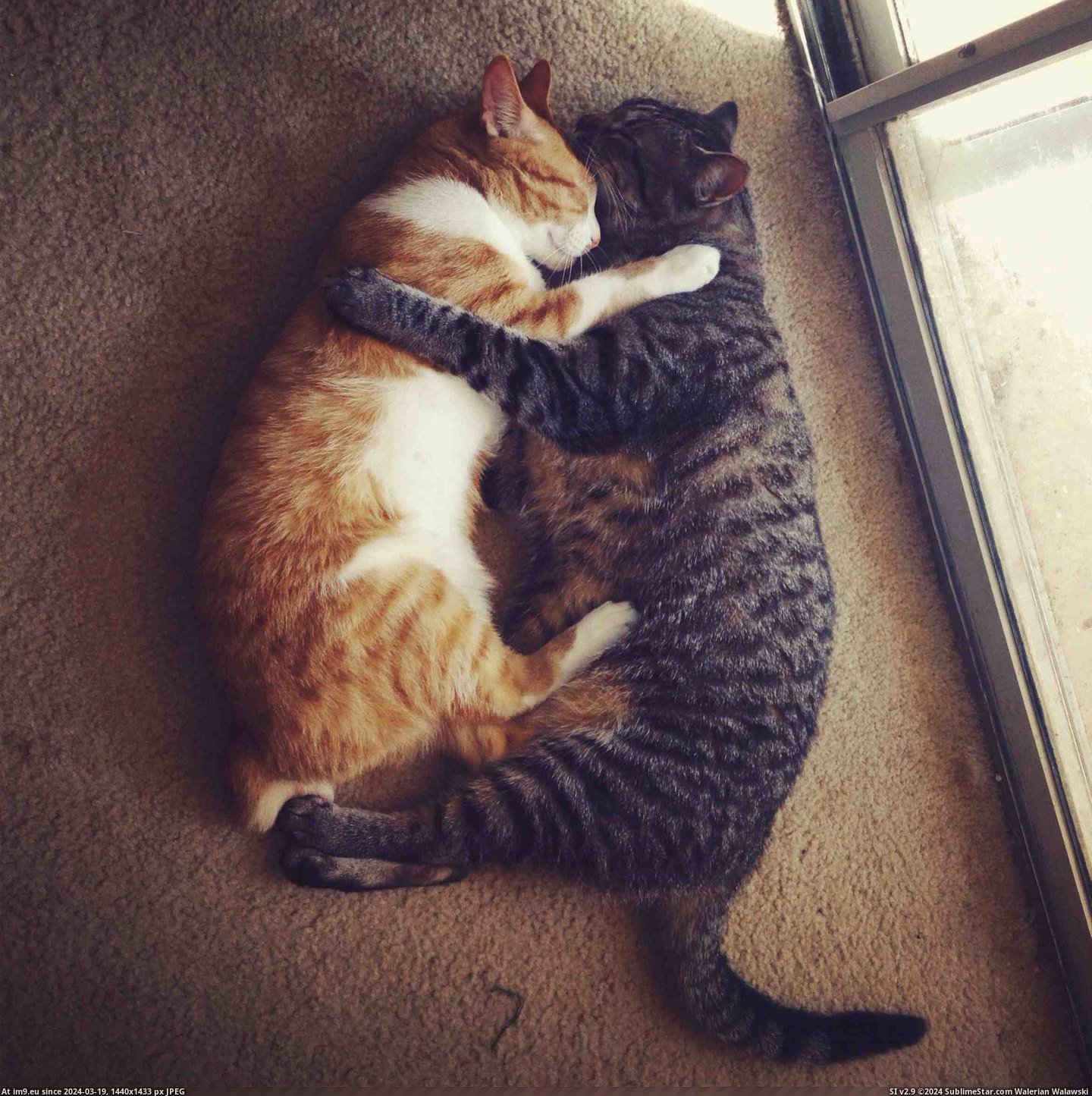 #Cats #Are #Find #Love [Cats] came home to find my cats like this, they are in love Pic. (Obraz z album My r/CATS favs))
