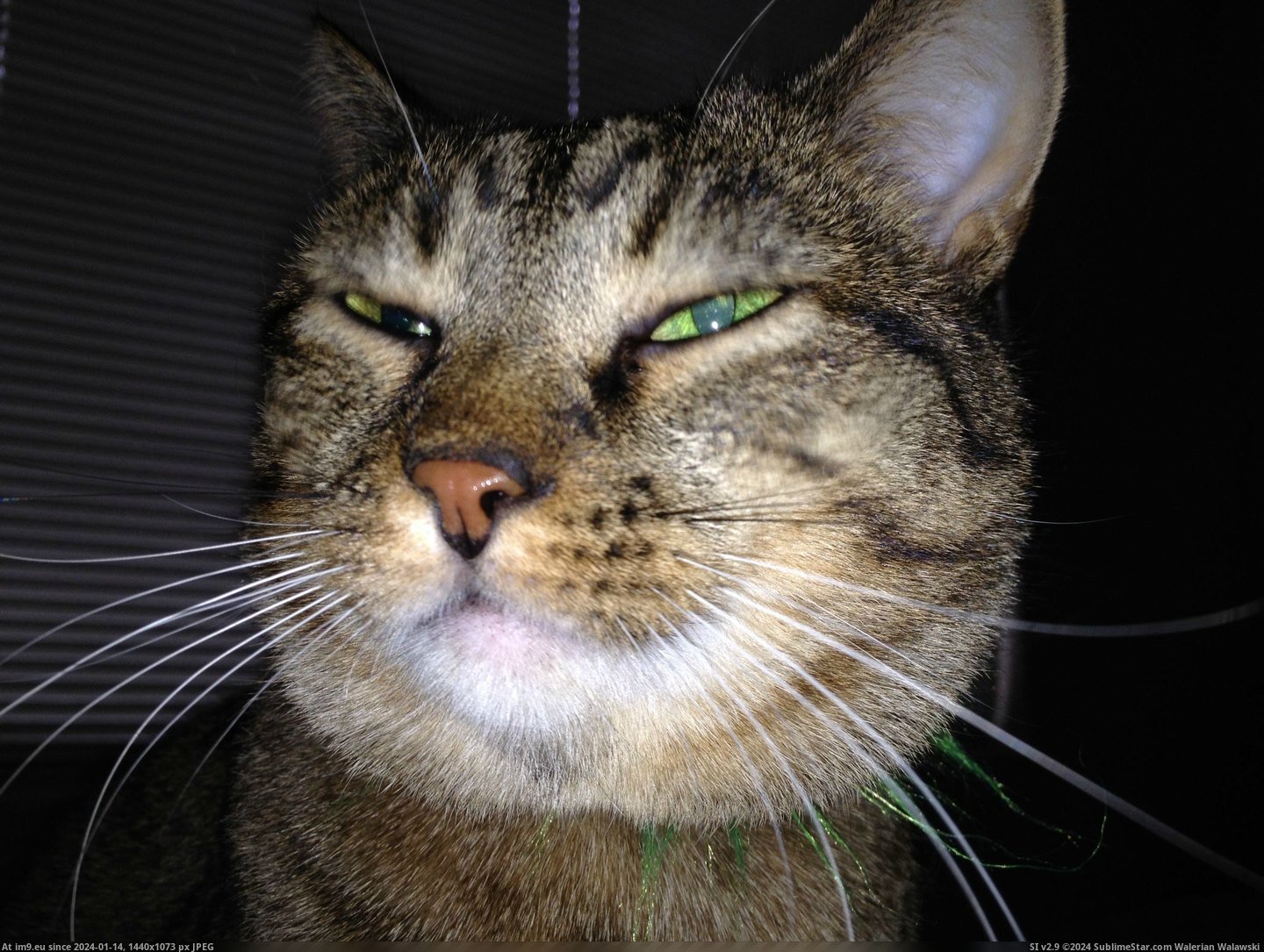 #Cats #Not #Impressed #Camera #Flash [Cats] Camera flash = not impressed Pic. (Image of album My r/CATS favs))