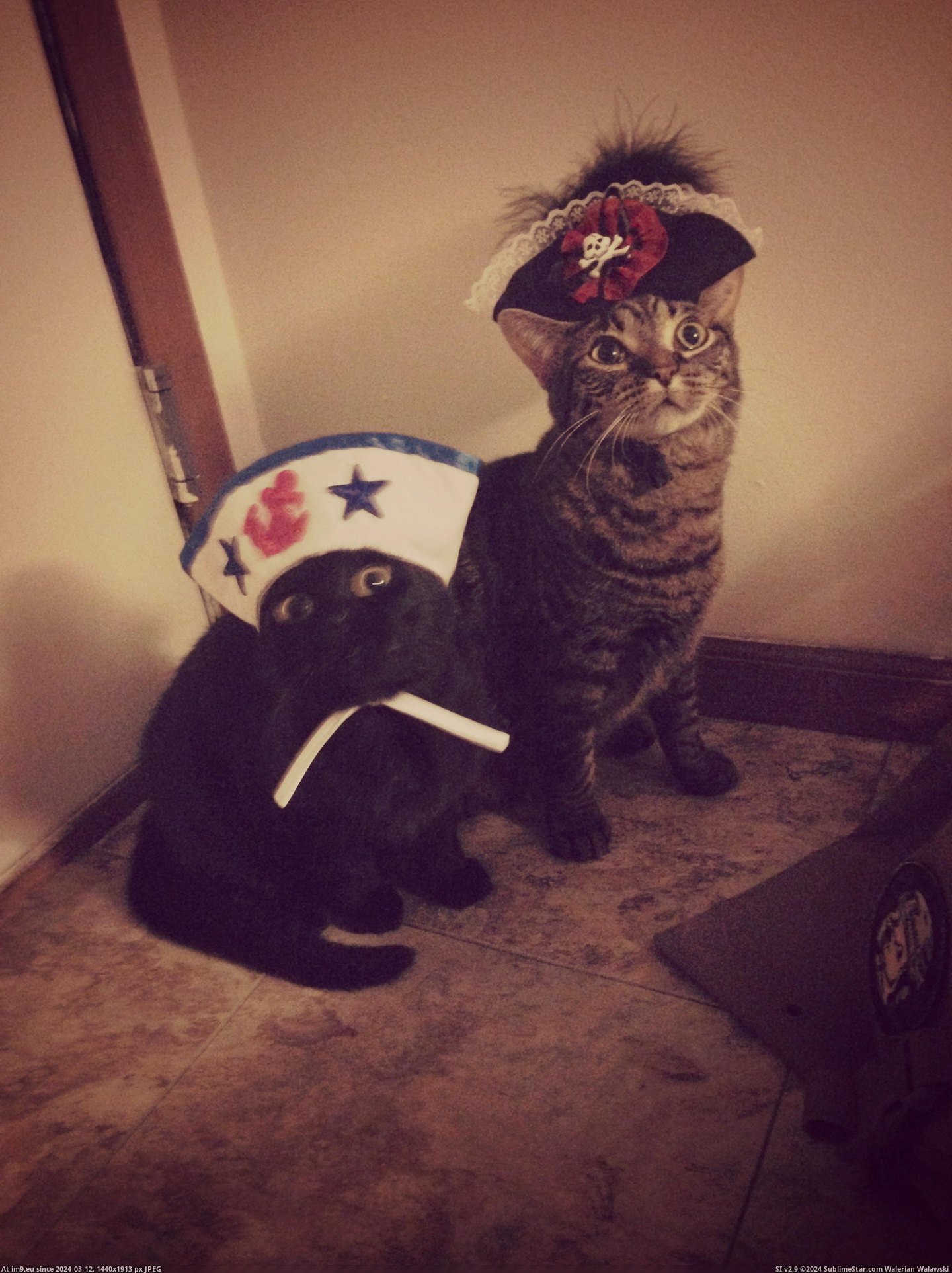 #Cats #High #Ready #Bento #Seas #Salty #Wench #Sea #Captain #Lunchbox [Cats] Captain Bento and his salty sea wench Lunchbox are ready to take on the high seas. Pic. (Image of album My r/CATS favs))