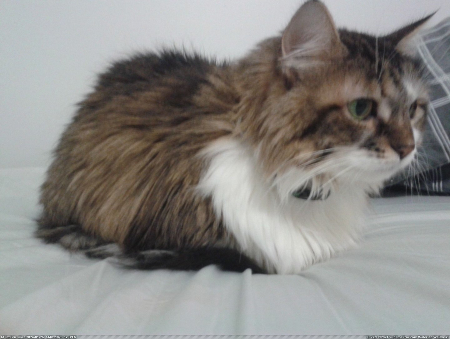 #Cats #Loaf #Cat [Cats] Cat Loaf Pic. (Obraz z album My r/CATS favs))