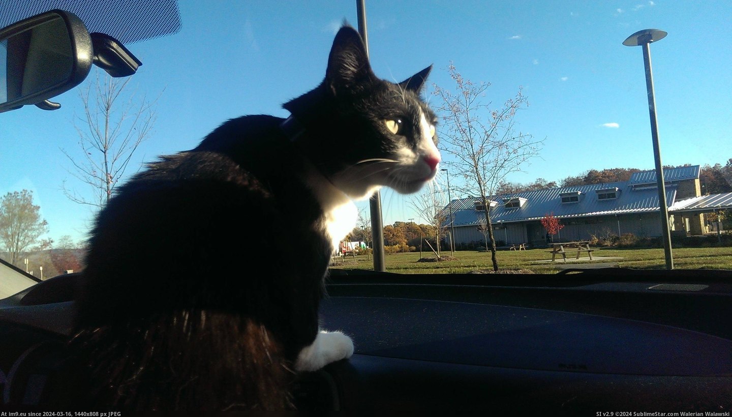 #Cats #Cat #Quickly #Escalated #Road #Trip [Cats] Cat on a road trip: things escalated quickly. 1 Pic. (Obraz z album My r/CATS favs))