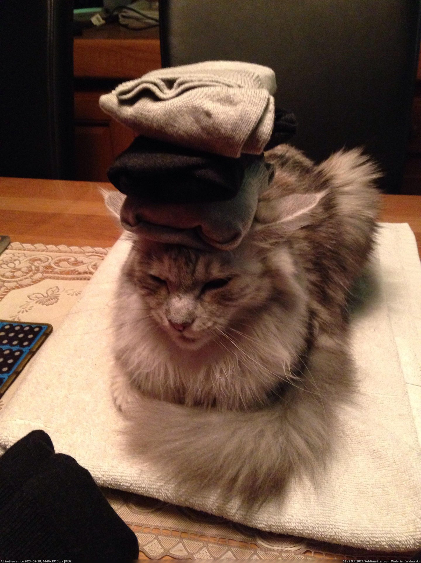 #Cats #Head #Socks #Cat [Cats] Cat with socks on head Pic. (Image of album My r/CATS favs))