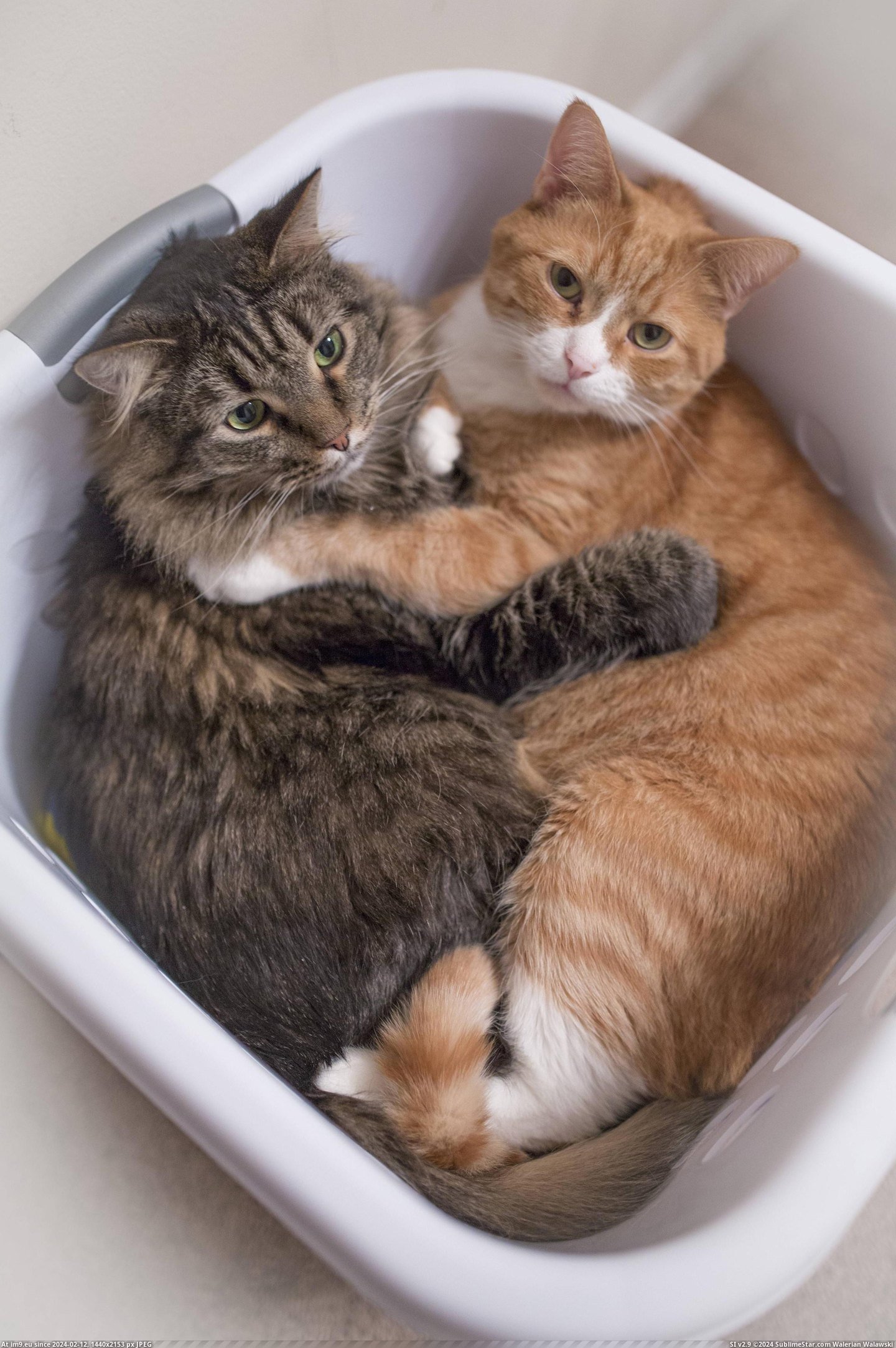 #Cats #Cuddling #Caught [Cats] Caught the cats cuddling Pic. (Bild von album My r/CATS favs))