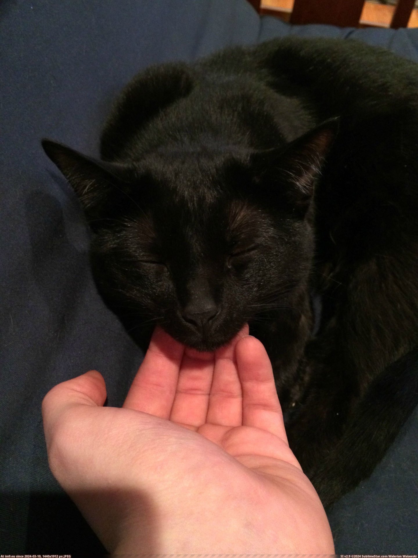 #Cats #Loves #Chin #Charlie #Scratches [Cats] Charlie LOVES chin scratches... Pic. (Image of album My r/CATS favs))