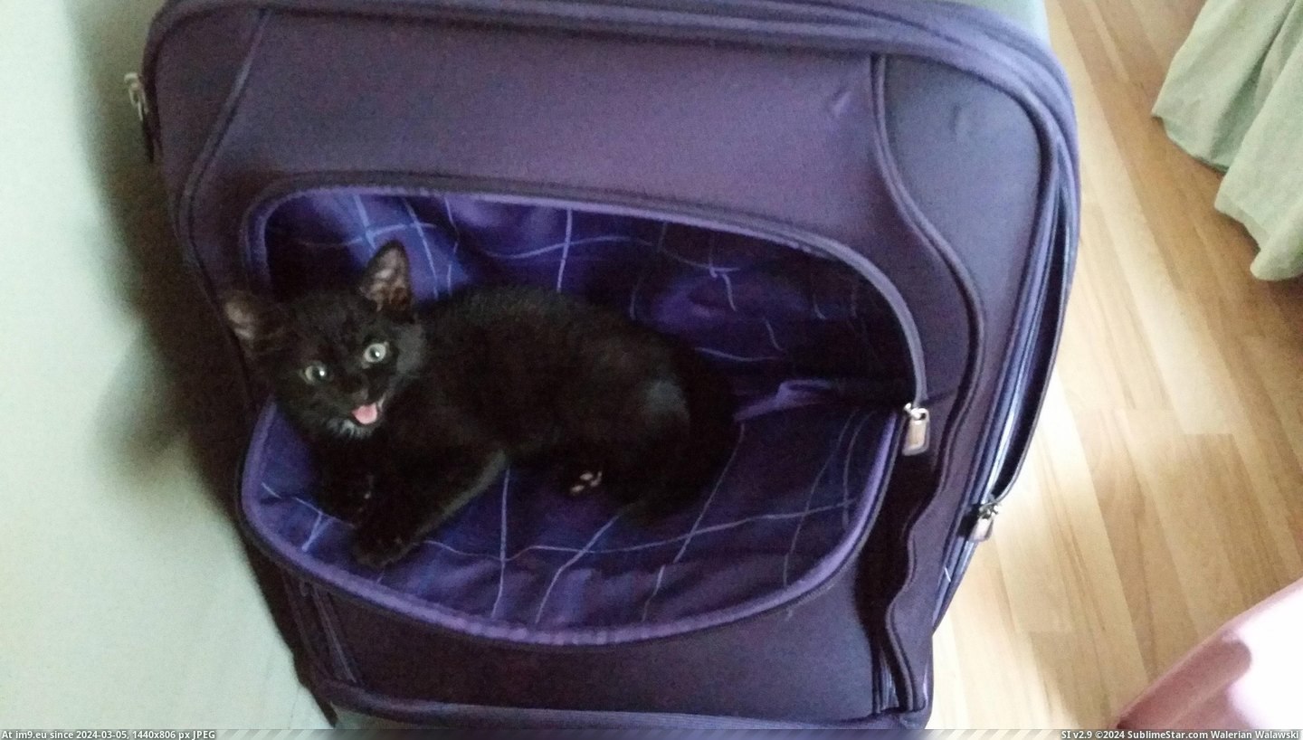 #Cats #Top #Find #Hanging #Case #Lol #Pocket #Tongue #Suit #Turns [Cats] Couldn't find her anywhere.. turns out she's just hanging out in the top pocket of my suit case. With her tongue out, lol Pic. (Obraz z album My r/CATS favs))