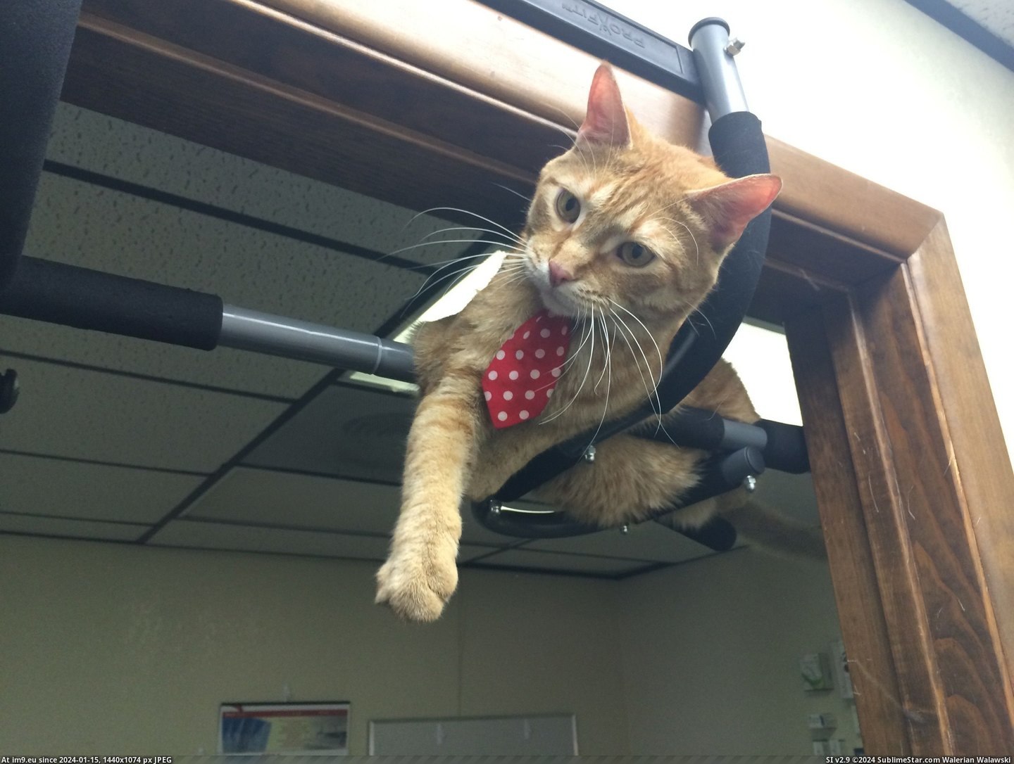 #Cats #Cat #Pull #Dexter #Office #Bar [Cats] Dexter the office cat uses my pull up bar more than I do Pic. (Image of album My r/CATS favs))