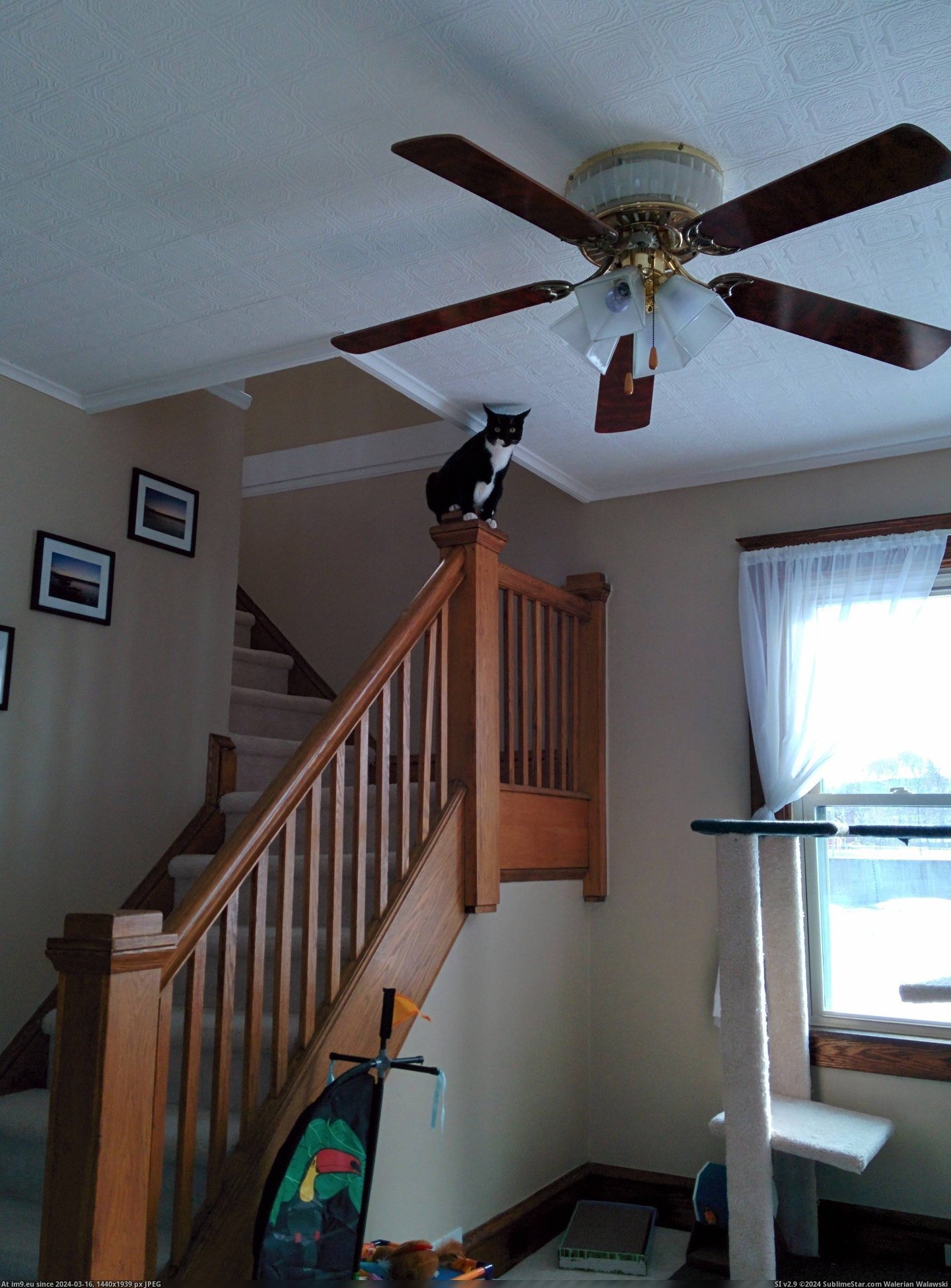 #Cats #You #Fly #Did #See [Cats] Did you see that fly?! Pic. (Изображение из альбом My r/CATS favs))