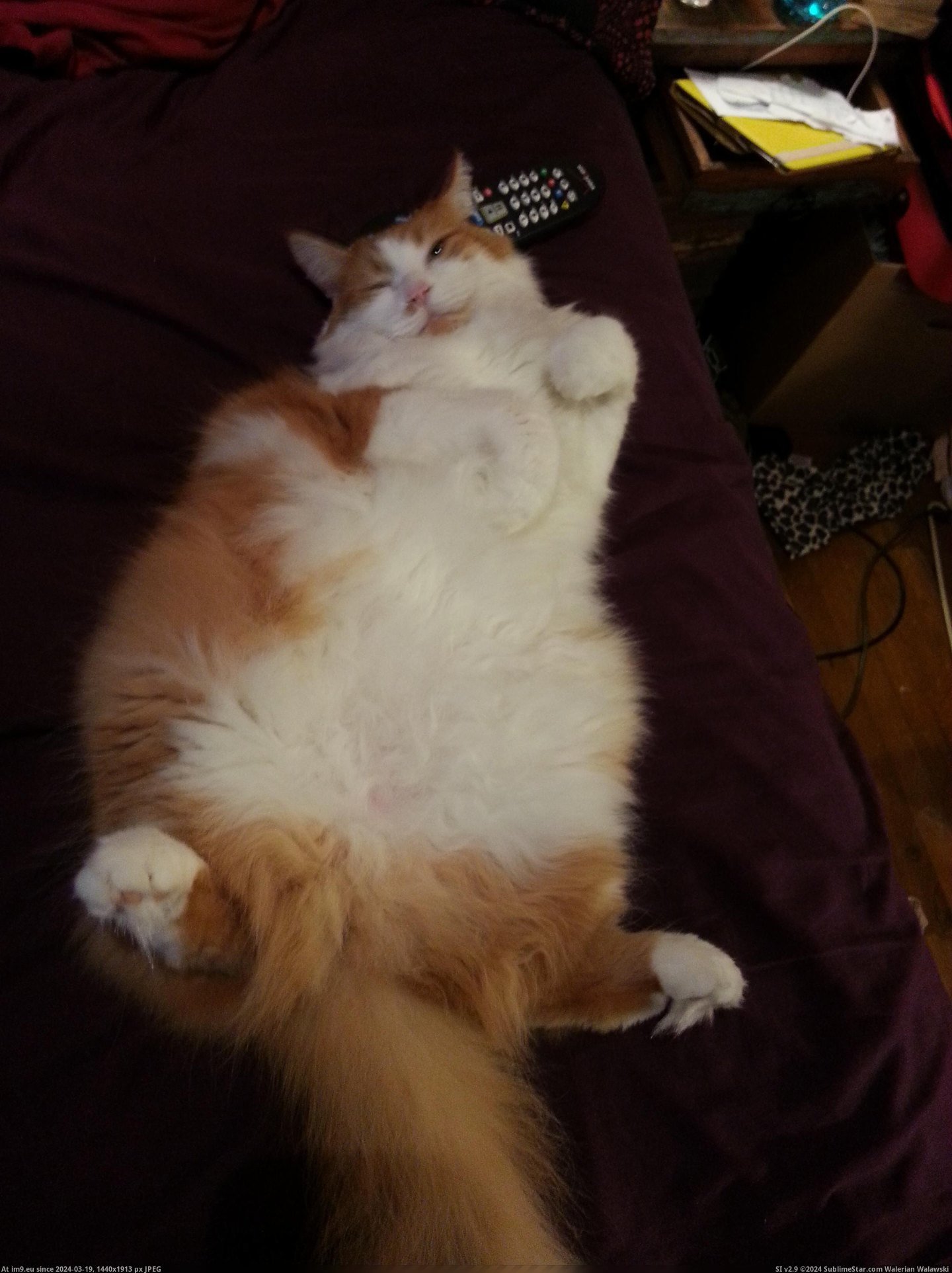#Cats #Tummy #Dorito #Rub [Cats] Dorito post tummy rub Pic. (Image of album My r/CATS favs))