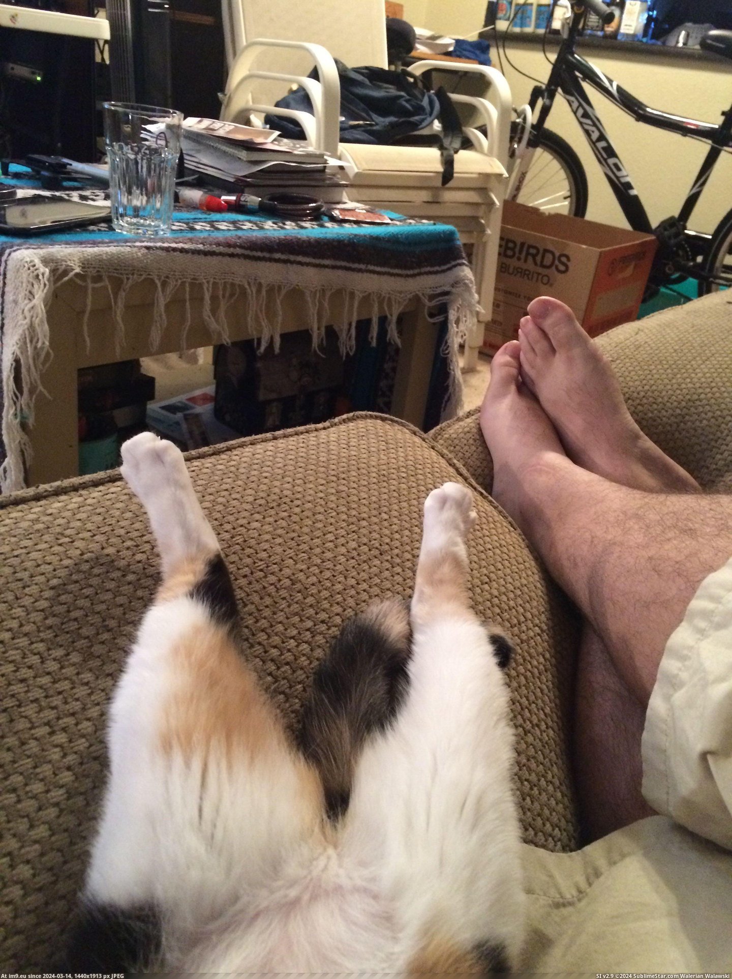 #Cats #Couch #Potatoes #Hanging #Ellie [Cats] Ellie and I were just hanging out being couch potatoes. Pic. (Bild von album My r/CATS favs))