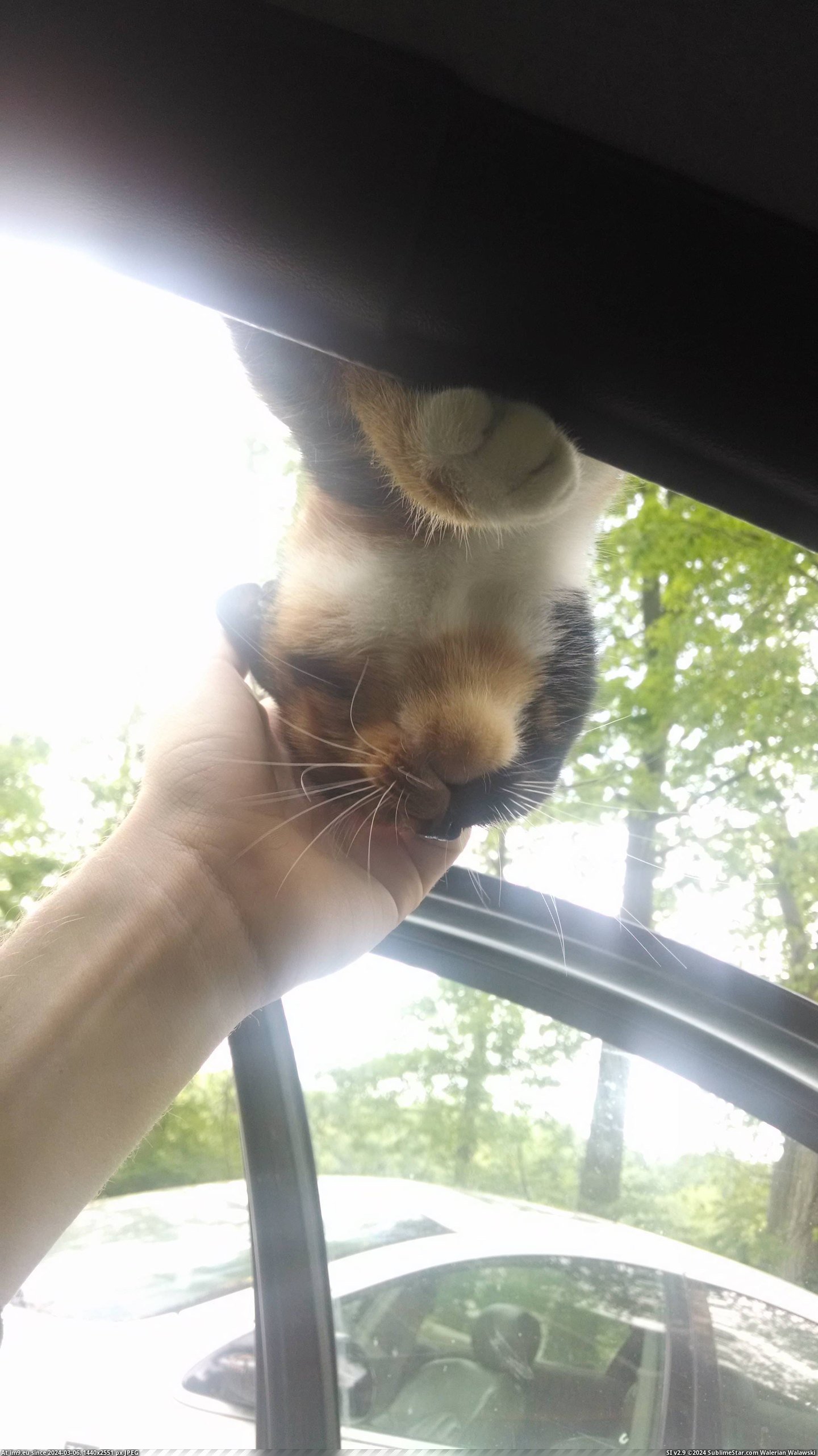 #Cats #Time #Park #Roof #Driveway #Climb #Car #Wait #Door [Cats] Every time I park the car in the driveway. She'll climb on the roof and wait for me to open the door. Pic. (Image of album My r/CATS favs))