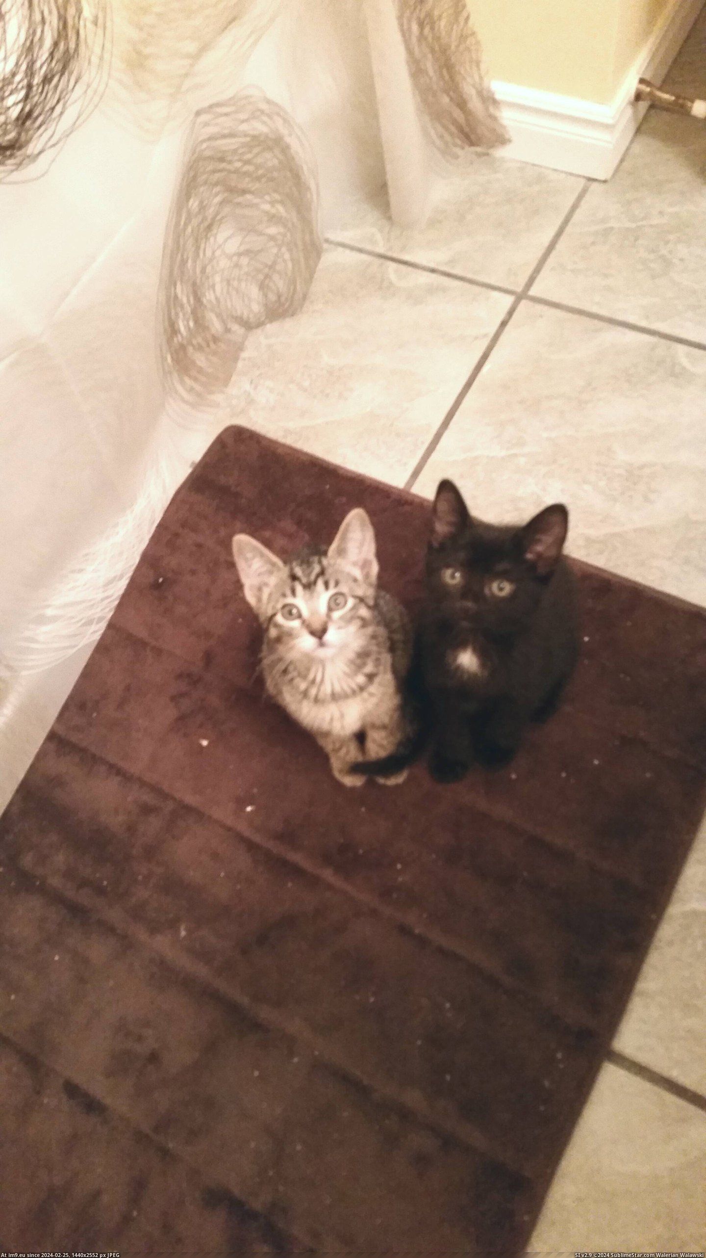 #Cats #Time #Shower #Curtain #Adopting #Pulled #Closed #Watched [Cats] First shower since adopting them yesterday. They watched me the whole time until I pulled the shower curtain closed.. the Pic. (Image of album My r/CATS favs))