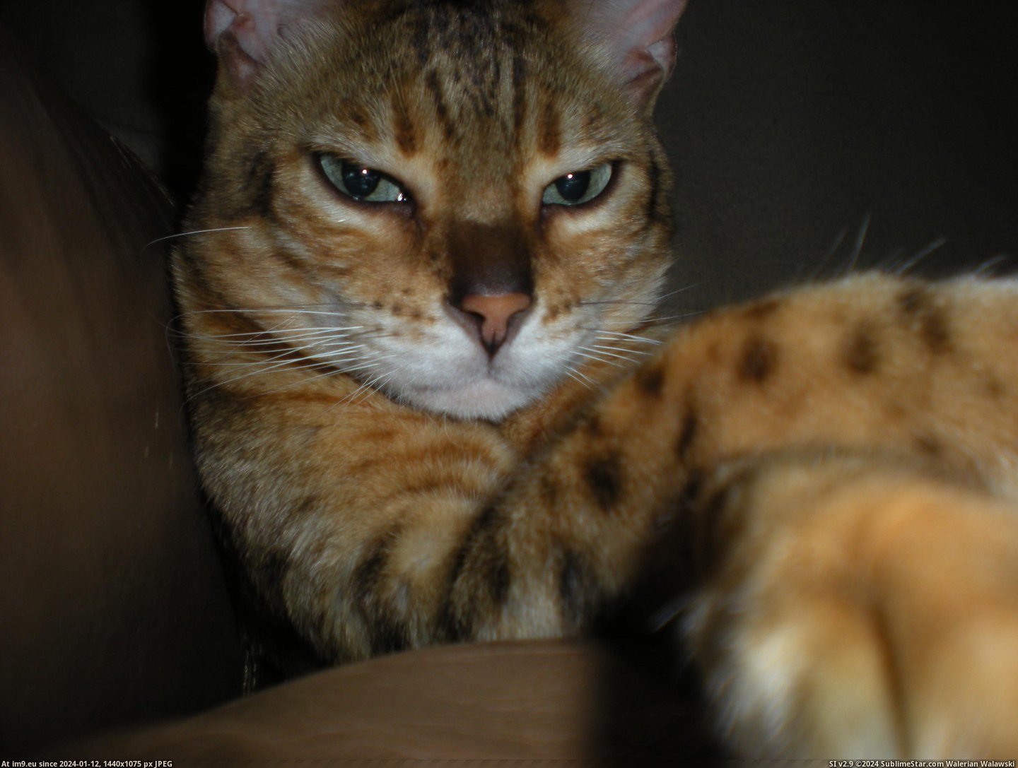 #Cats #Evening #Bond #Good [Cats] Good evening Mr. Bond. Pic. (Image of album My r/CATS favs))