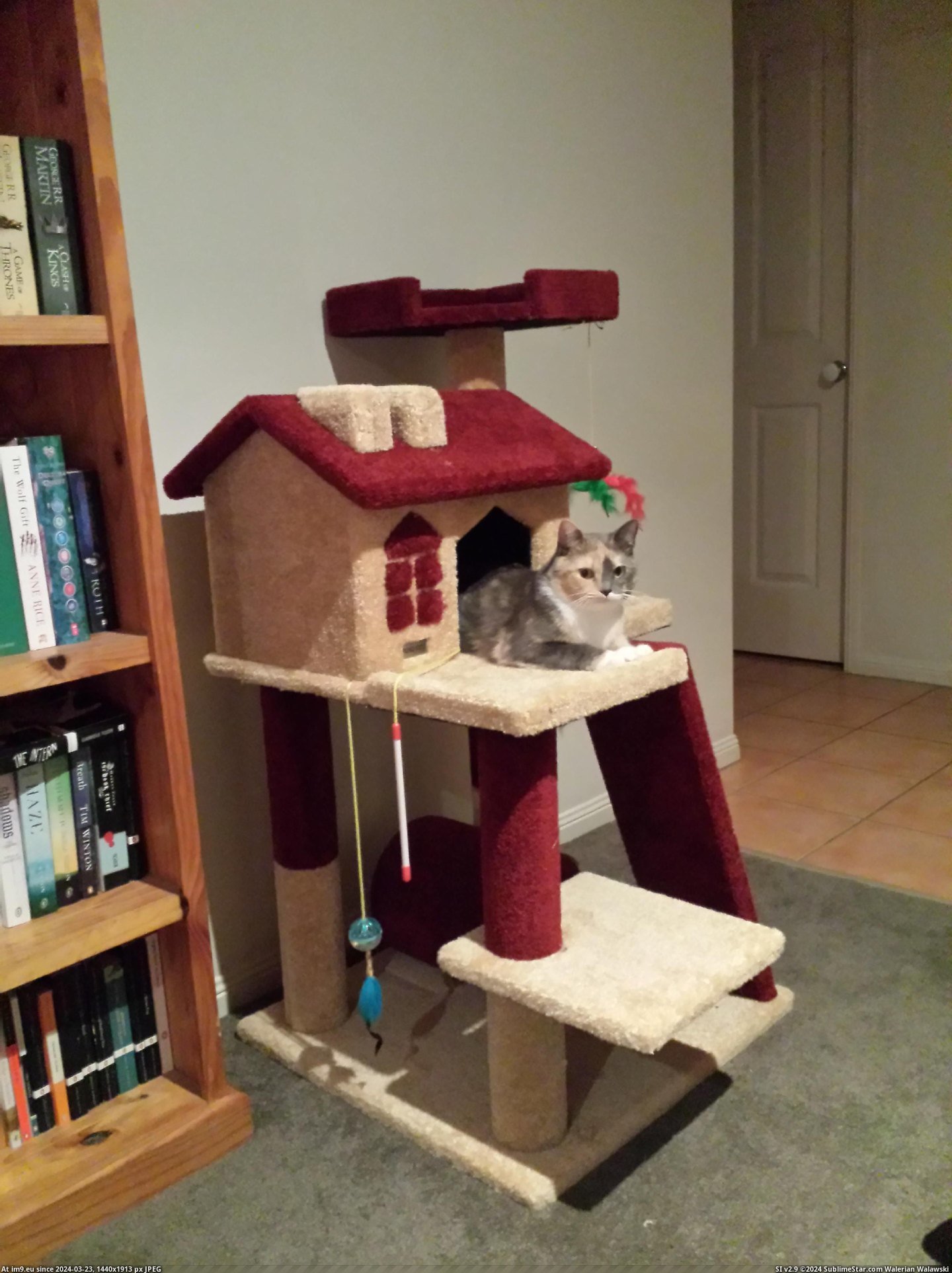 #Cats #Decided #Crazy #Scratching #Hazel #Loves #Nap #Til [Cats] Got a scratching post for Hazel and she loves it. She has been going crazy til just now when she decided to have a nap in Pic. (Obraz z album My r/CATS favs))