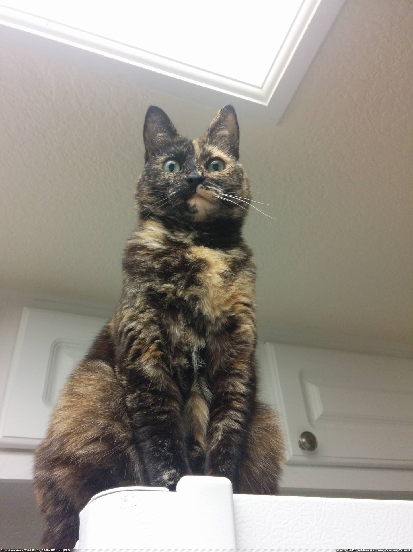 #Cats #Refrigerator #Guardian [Cats] Guardian of the refrigerator Pic. (Image of album My r/CATS favs))