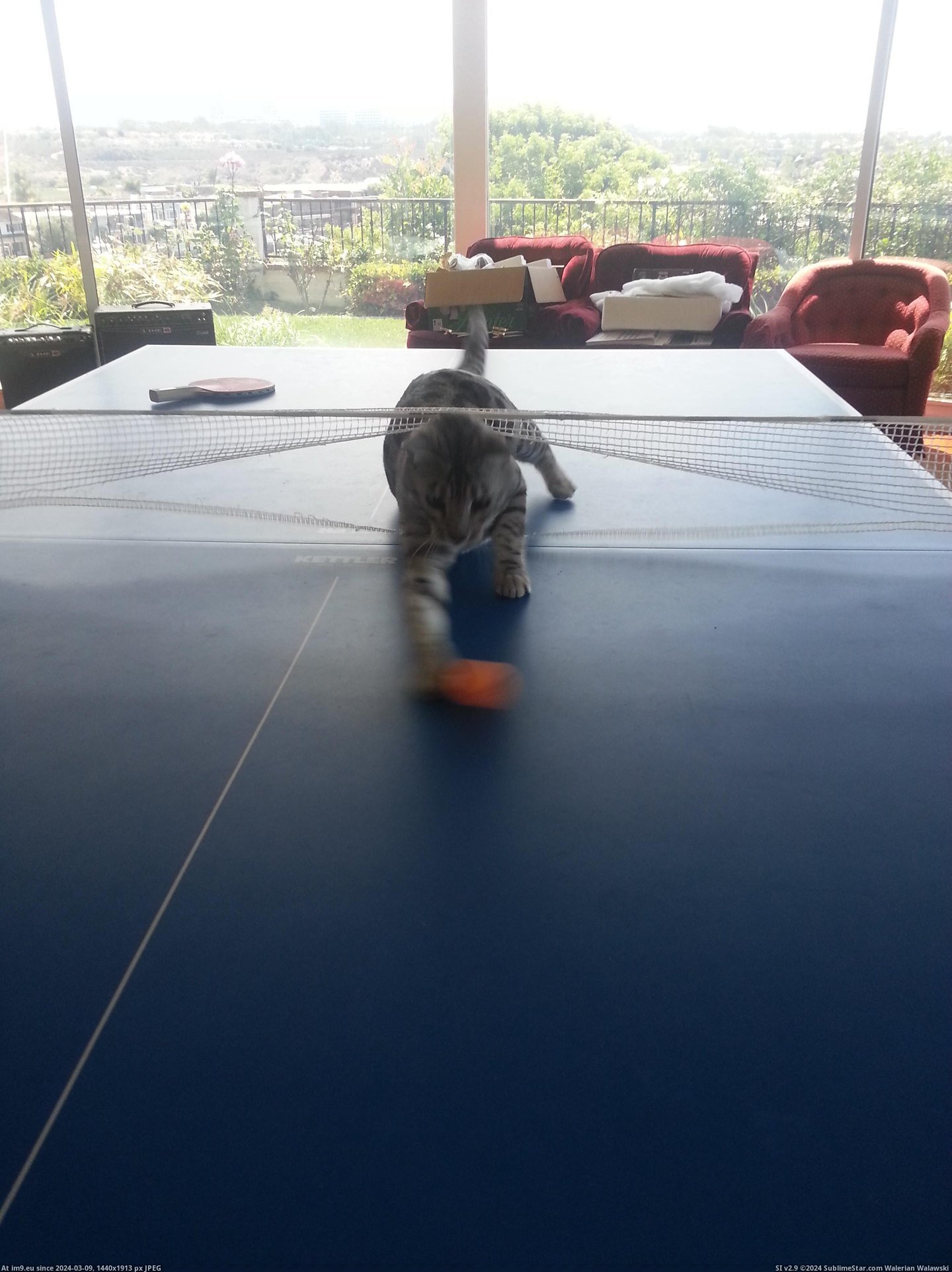 #Cats #Tennis #Cheats #Playing [Cats] He cheats while playing table tennis. Pic. (Bild von album My r/CATS favs))