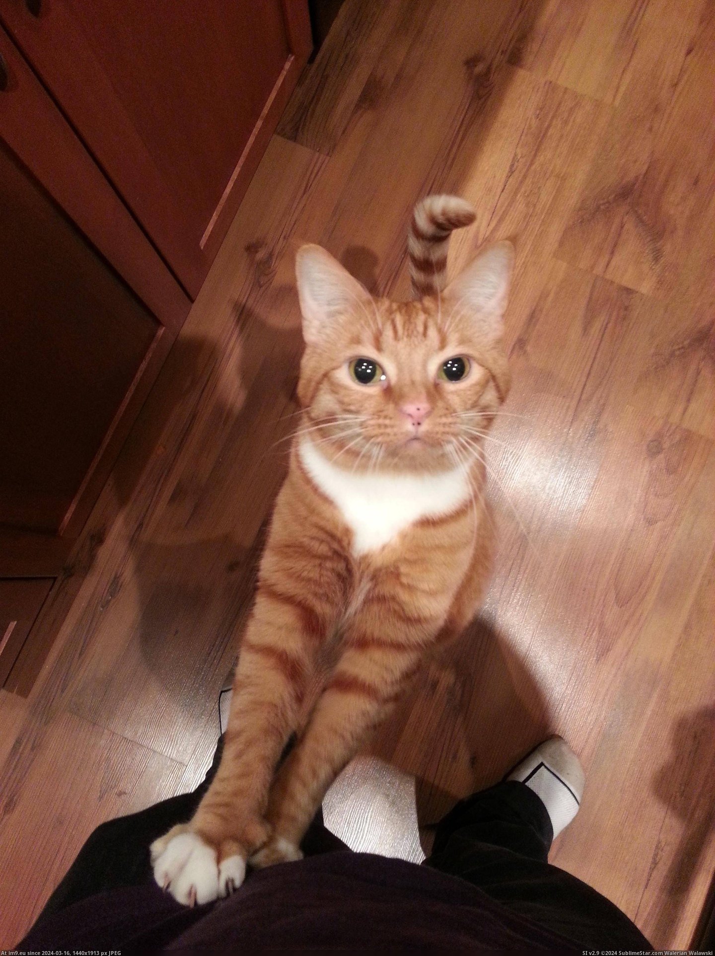 #Cats #Food #Kitchen #For [Cats] He does this whenever I go into the kitchen. 'Food for me?' Pic. (Изображение из альбом My r/CATS favs))
