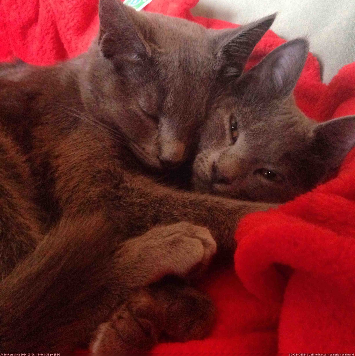 #Cats  #Hugs [Cats] He gives her all of the hugs. Pic. (Image of album My r/CATS favs))
