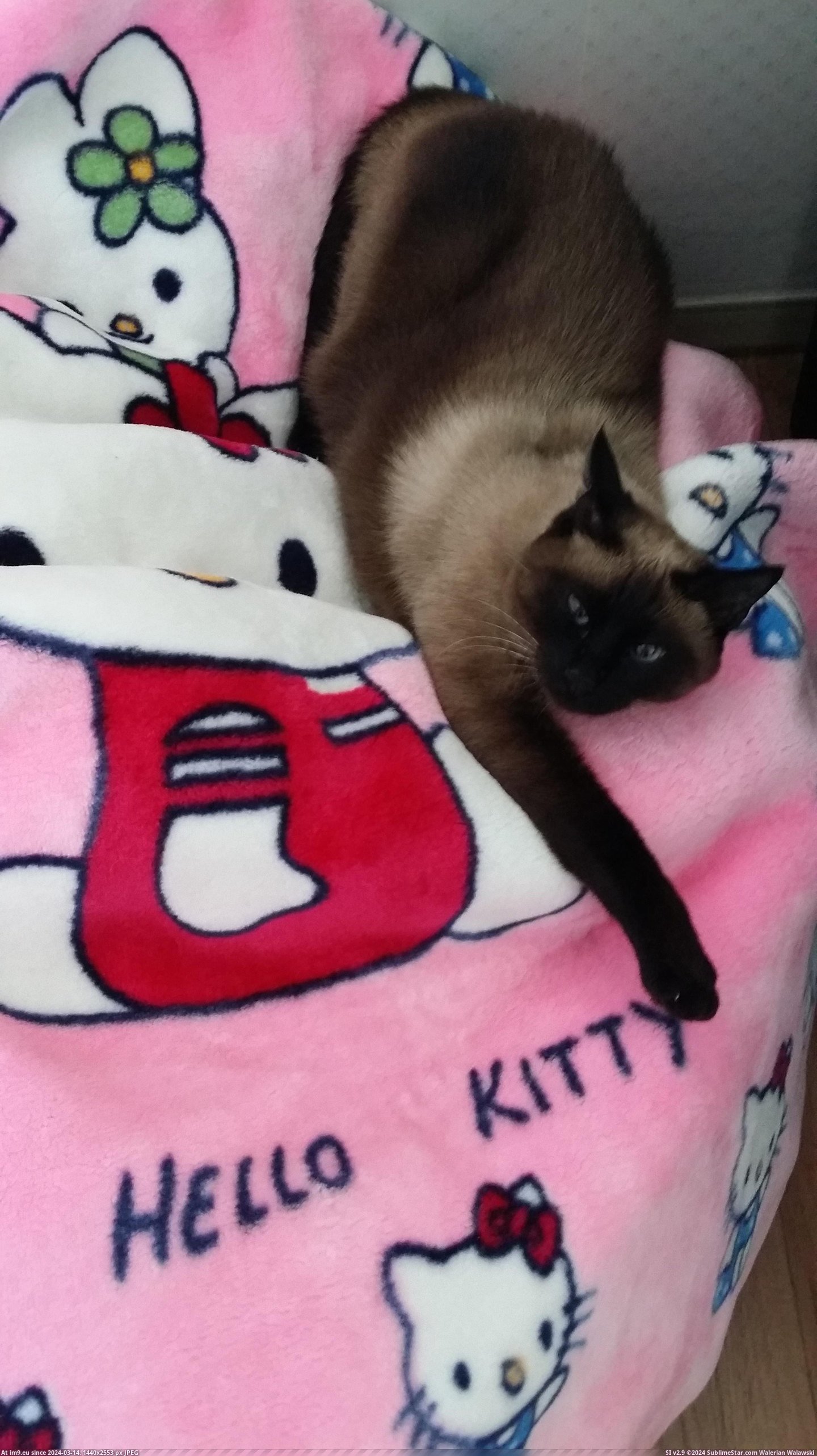 #Cats  #Kitty [Cats] hello kitty Pic. (Image of album My r/CATS favs))