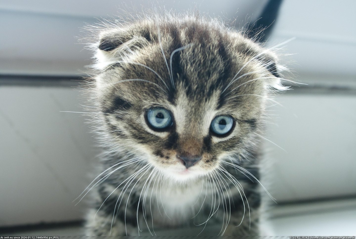 #Cats #Old #Weeks #Scottish #Fold #Kitten #Meet [Cats] Hello Reddit! Meet my 6 weeks old Scottish Fold kitten! Pic. (Изображение из альбом My r/CATS favs))