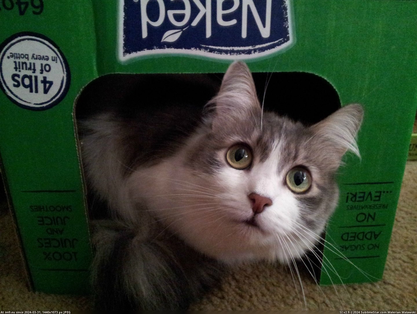 #Cats #Spot #Favorite [Cats] her favorite spot :) Pic. (Изображение из альбом My r/CATS favs))