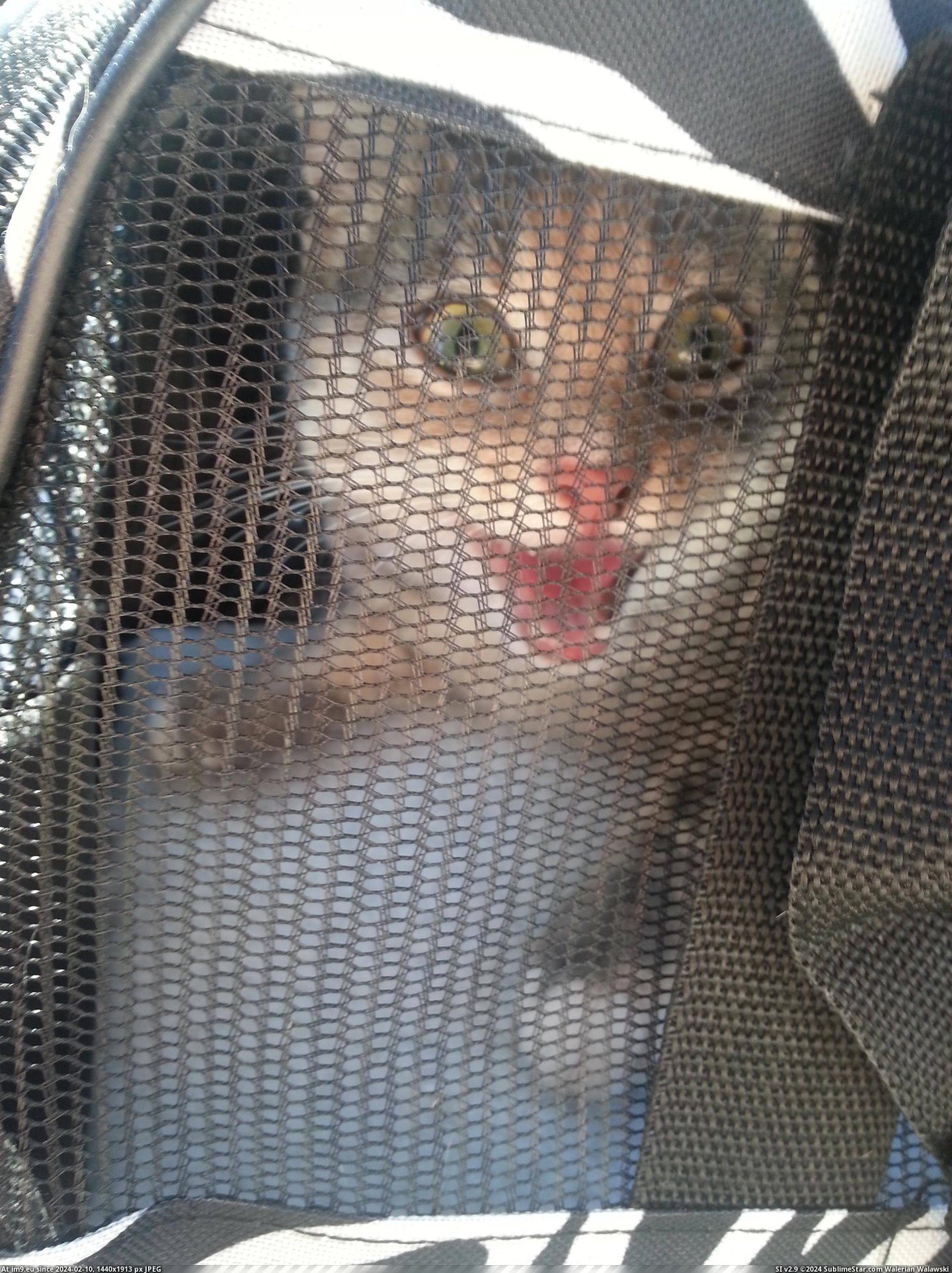 #Cats #Spayed #Reaction [Cats] Her reaction to getting spayed today... Pic. (Image of album My r/CATS favs))